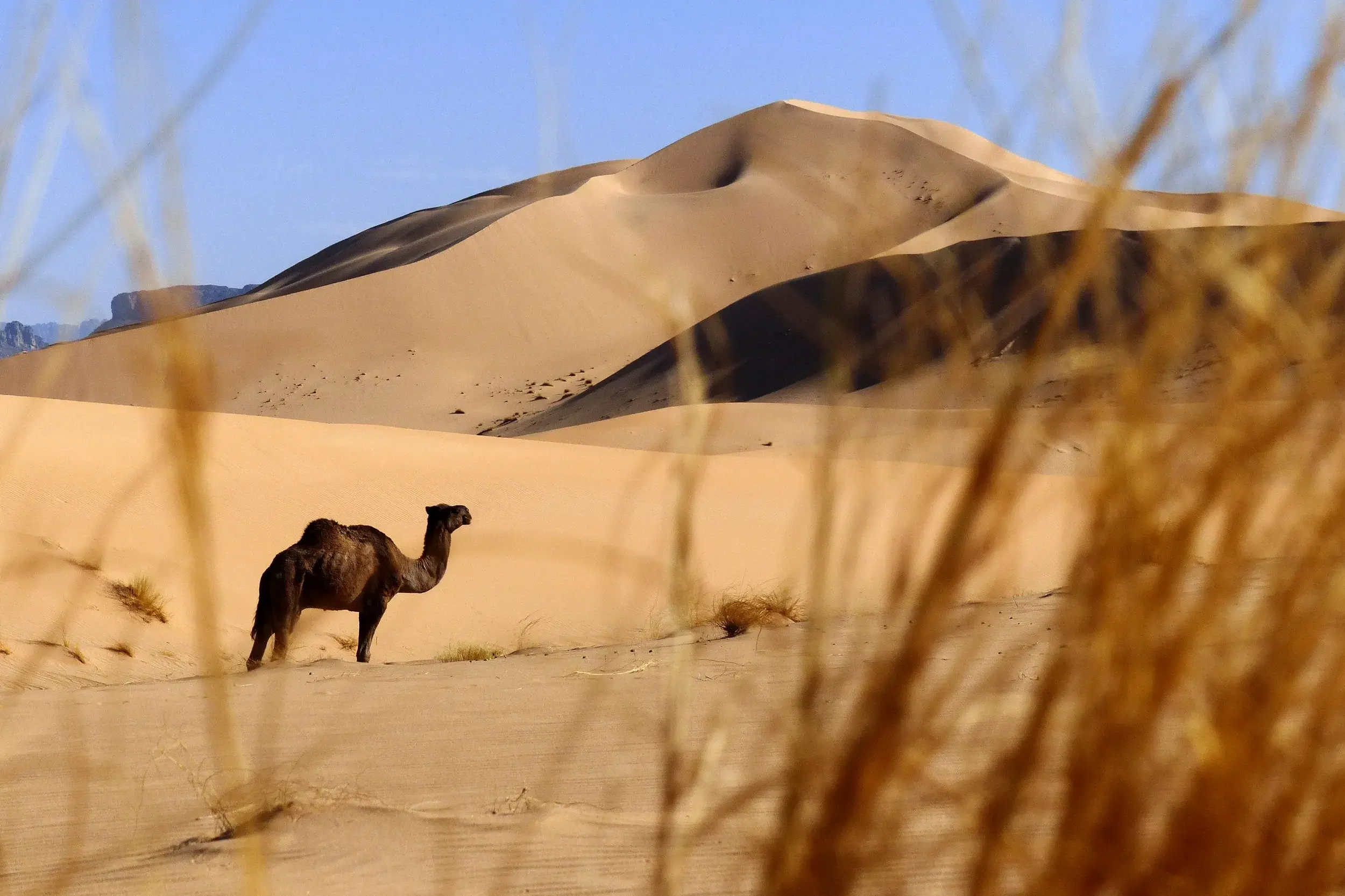 Ein Dromedar steht während einer Trekkingreise vor den goldgelben, sanft geschwungenen Sanddünen des Erg Admer in Algerien.