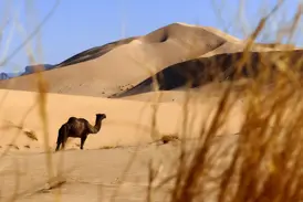 Ein Dromedar steht während einer Trekkingreise vor den goldgelben, sanft geschwungenen Sanddünen des Erg Admer in Algerien.