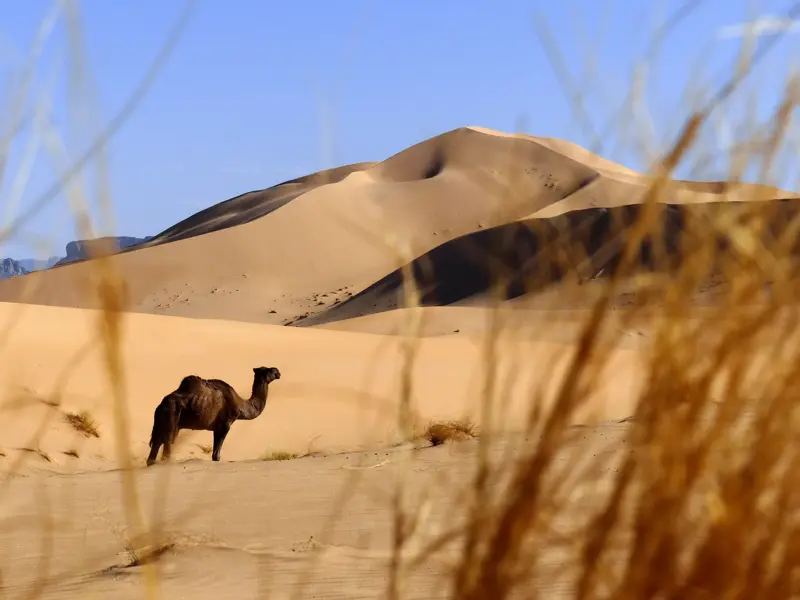 Ein Dromedar steht während einer Trekkingreise vor den goldgelben, sanft geschwungenen Sanddünen des Erg Admer in Algerien.