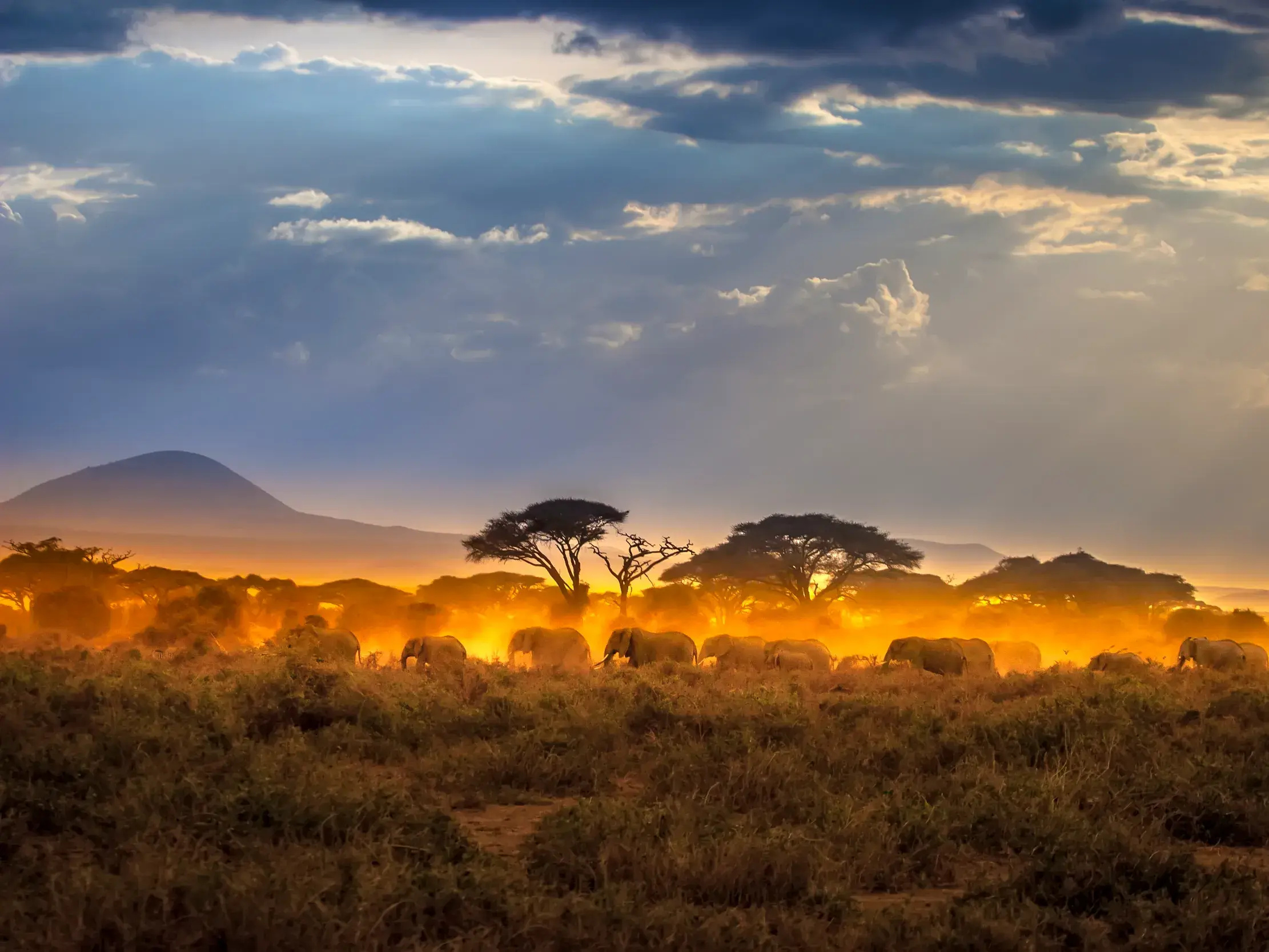 Eine Elefantenherde auf Safari im Krüger-Nationalpark bei Sonnenuntergang, umgeben von staubigem, goldenem Licht.