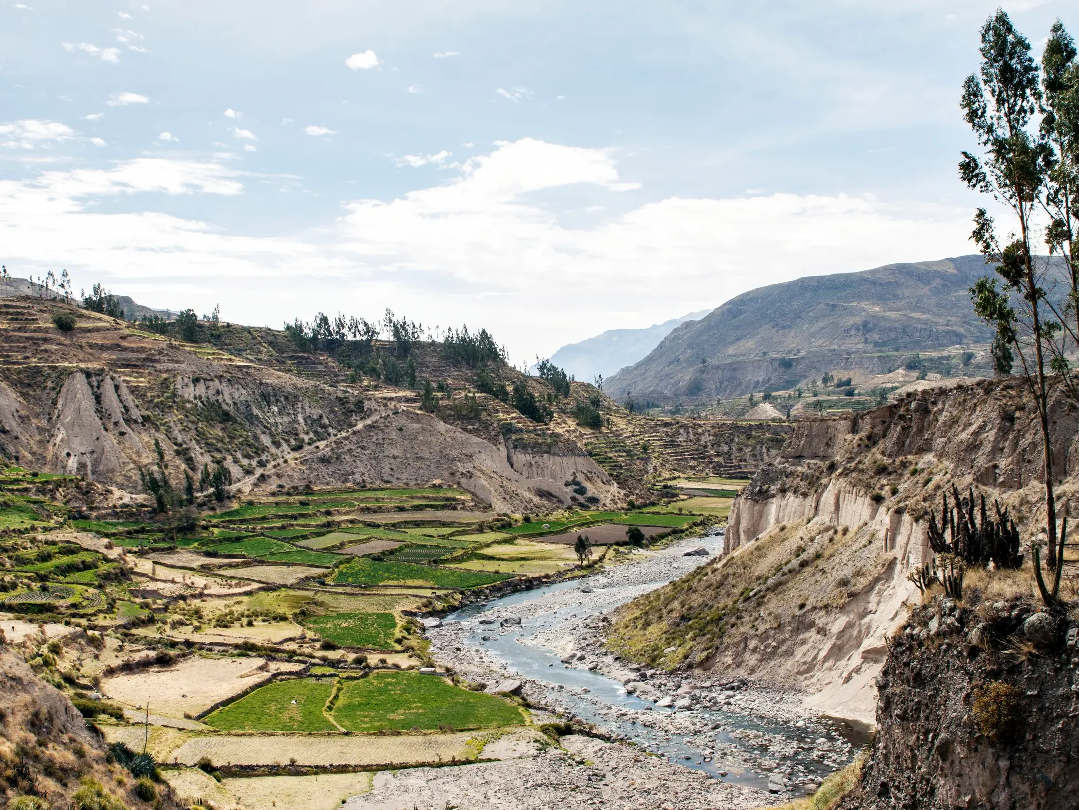 Weitläufige Terrassenlandschaft mit grünen Feldern und einem Fluss im Colca-Tal auf einer Wanderreise durch die Anden Perus.