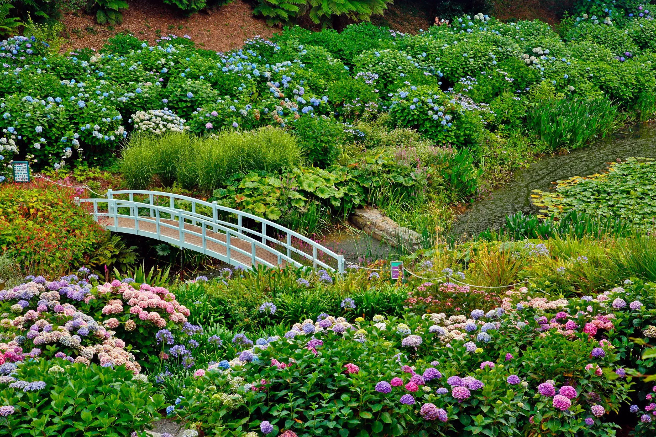 Bunte Hortensienblüte und weiße Holzbrücke im malerischen Trebah Garden in Cornwall.