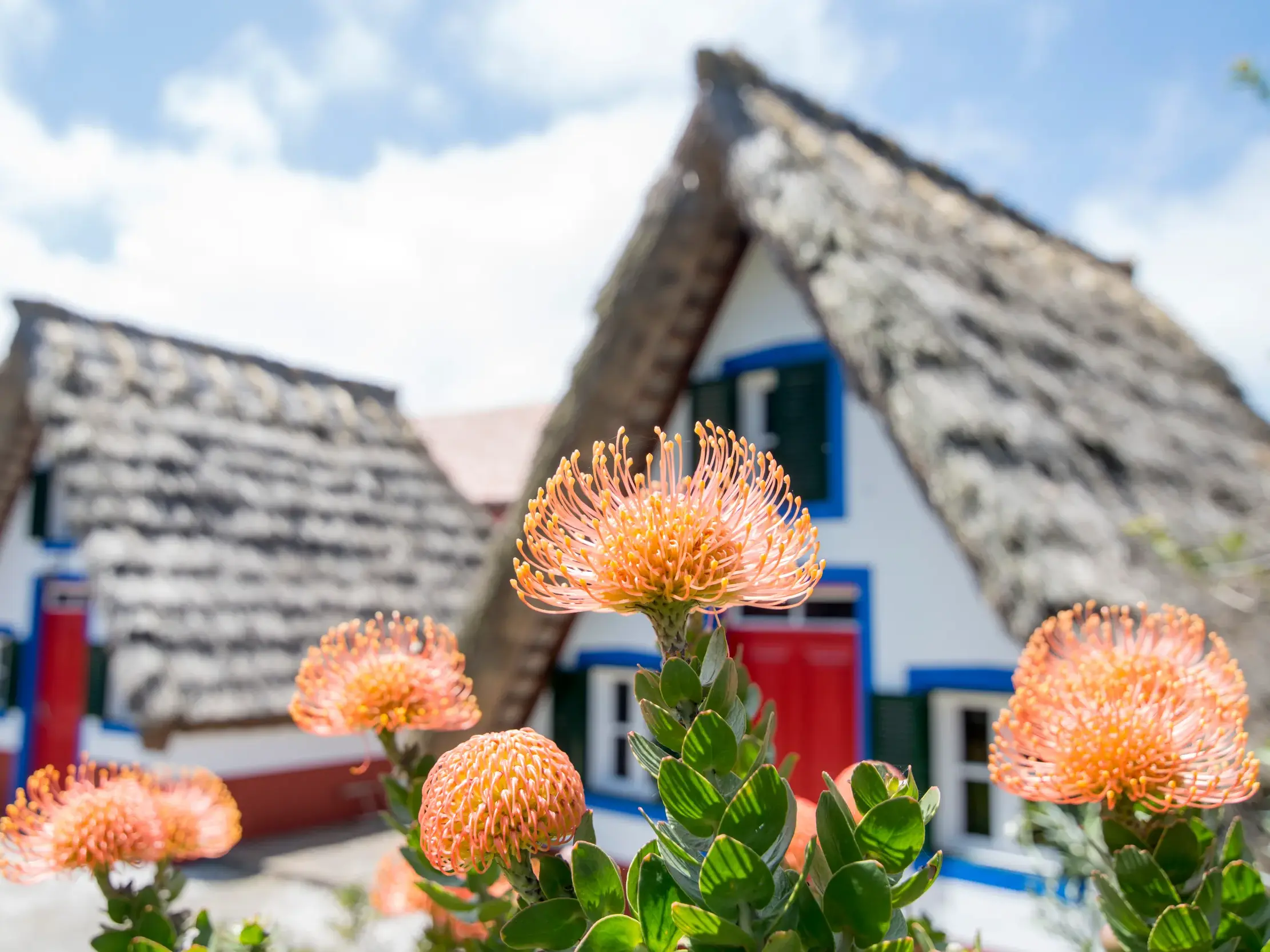 Orangefarbene Proteen-Blüten im Vordergrund, im Hintergrund die traditionellen Casas do Colmo in Santana auf der Insel Madeira.