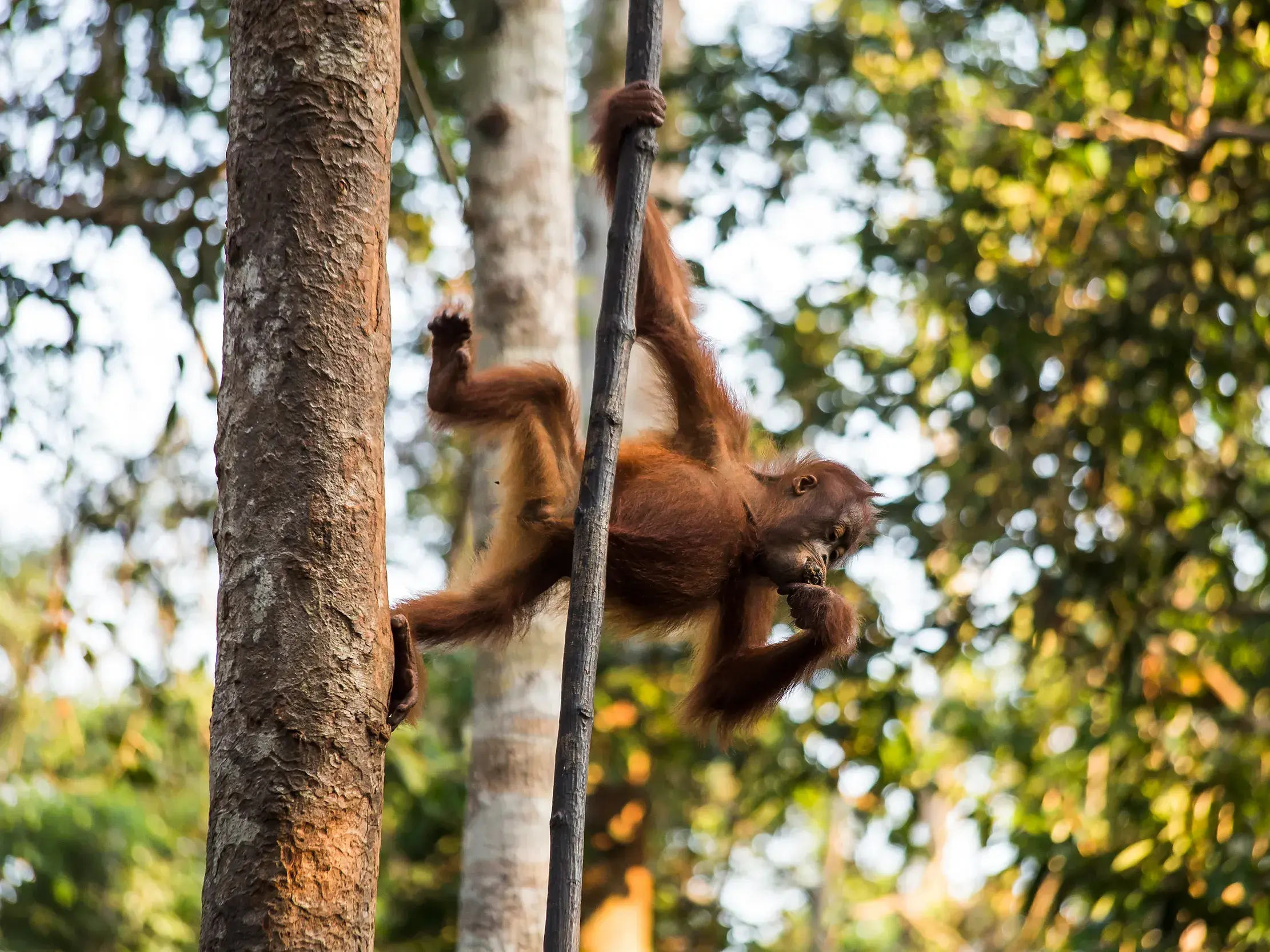 Ein junger Orang-Utan mit rotem Fell klettert an einer Liane im dichten Regenwald des Semenggoh Nature Reserve auf Borneo.