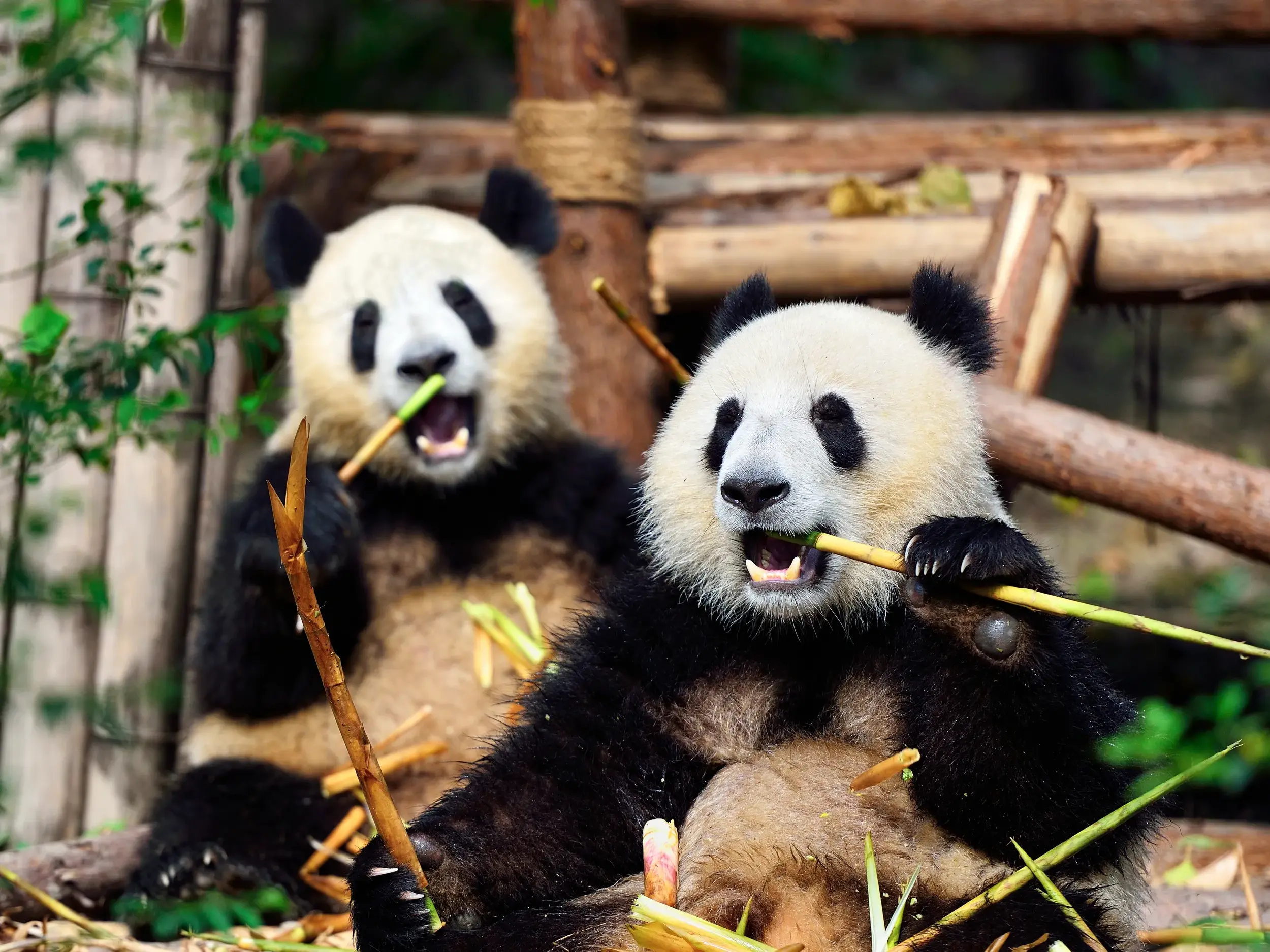 Zwei Große Pandas fressen genüsslich Bambus in der Panda-Aufzuchtstation von Chengdu, umgeben von Bambussprossen.