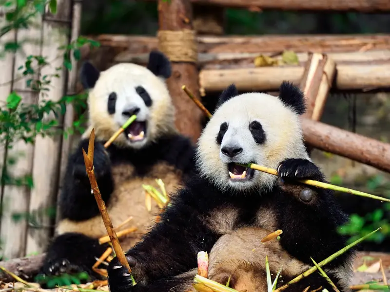 Zwei Große Pandas fressen genüsslich Bambus in der Panda-Aufzuchtstation von Chengdu, umgeben von Bambussprossen.