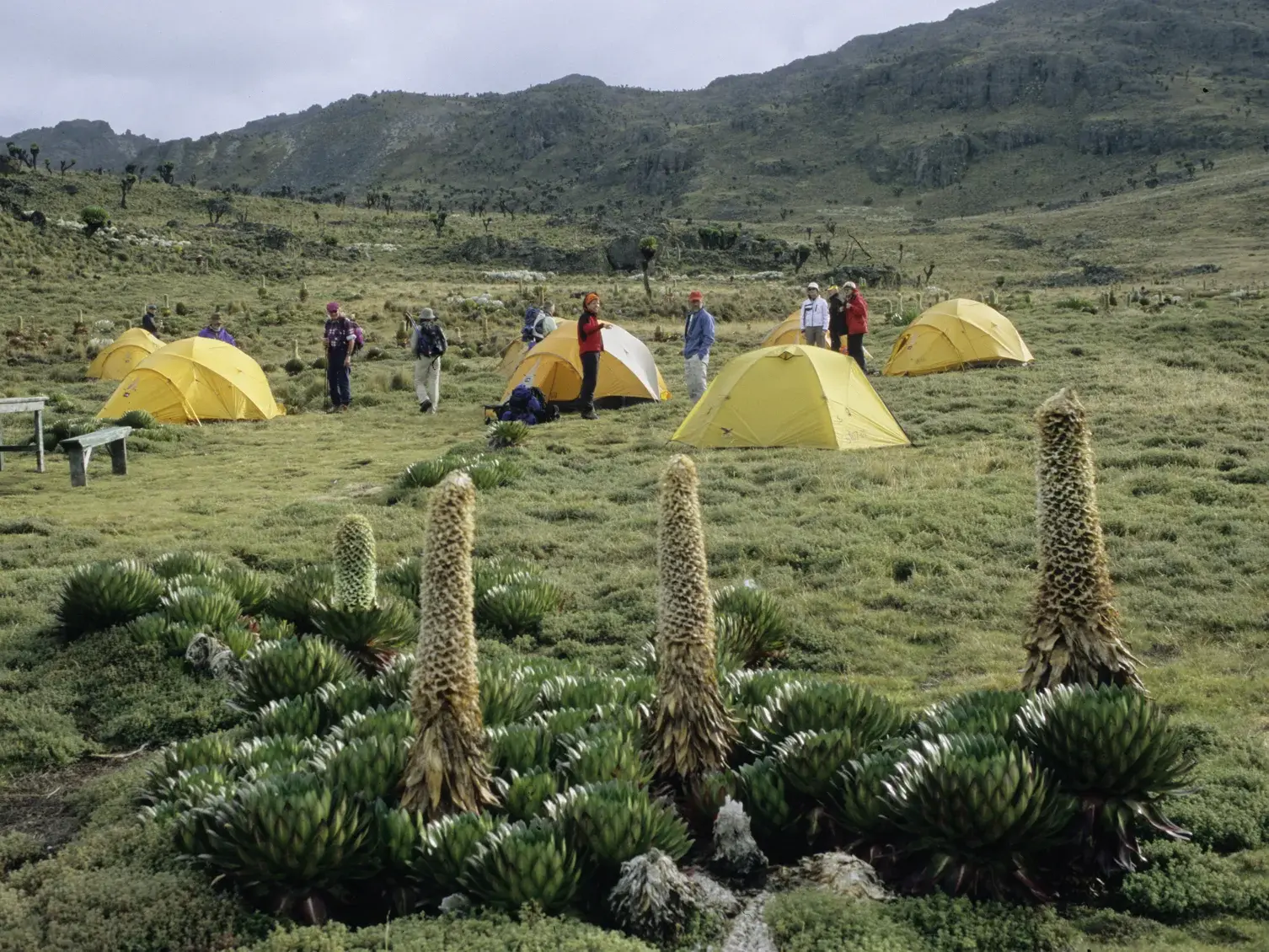 Gelbe Zelte einer Hauser-Trekkinggruppe in der Heidelandschaft am Mount Kenya, umgeben von typischen Riesenlobelien.