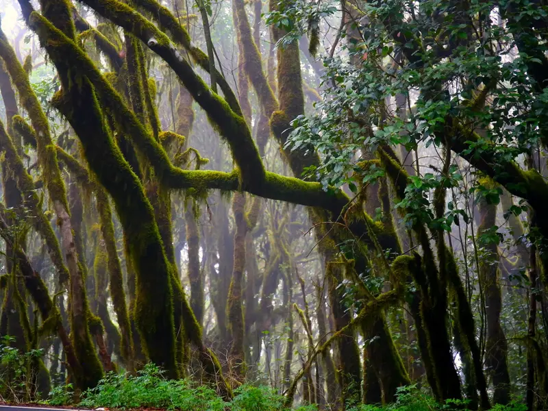 Knorrige, mit grünem Moos und Bartflechten bewachsene Bäume im nebligen Lorbeerwald des Garajonay Nationalparks auf La Gomera.