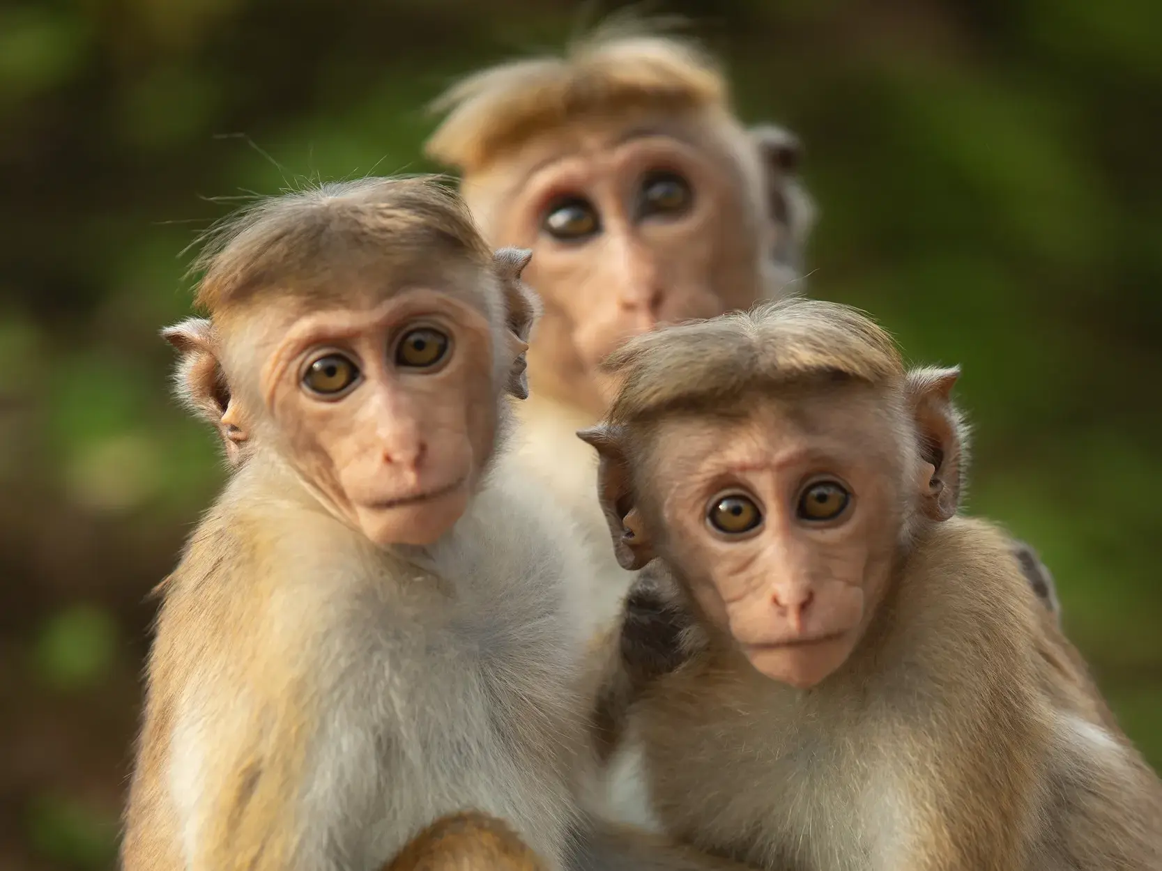 Drei junge Hutaffen mit großen Augen, eine besondere Tierbeobachtung auf einer Wanderreise durch die Natur Sri Lankas.