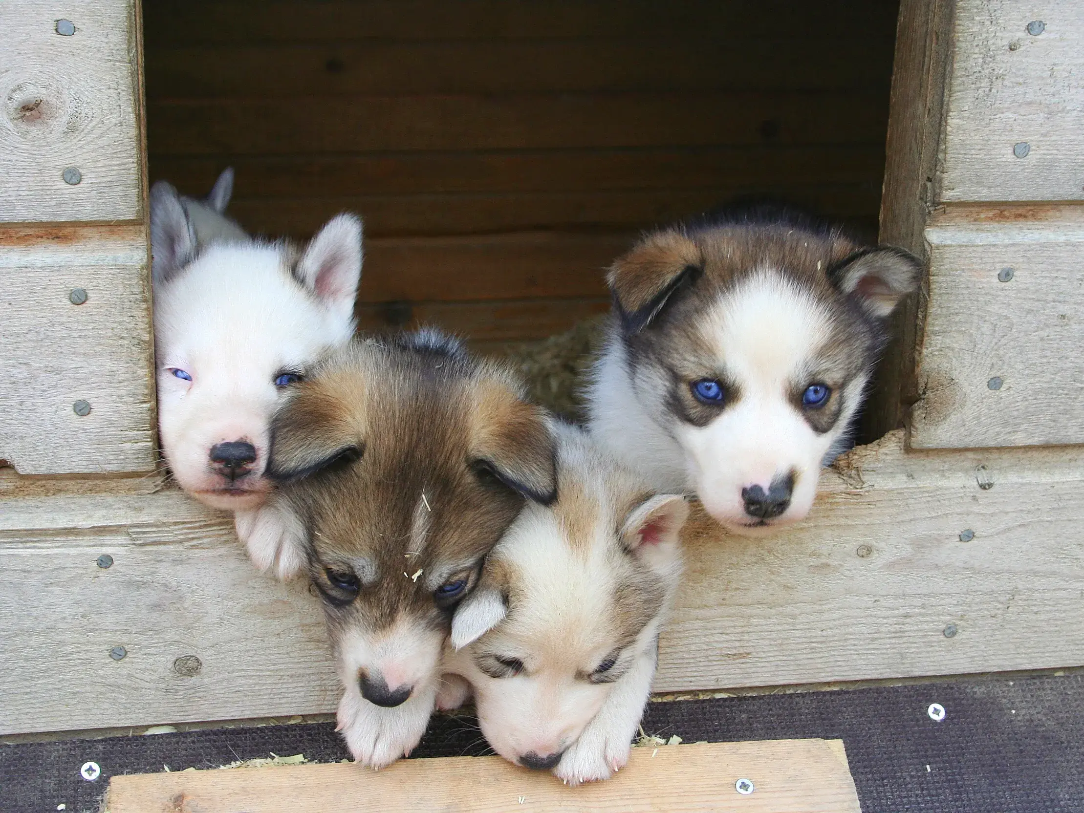 Vier neugierige Husky-Welpen mit blauen Augen blicken aus dem Fenster einer Holzhütte in der Saija Lodge in Finnland.