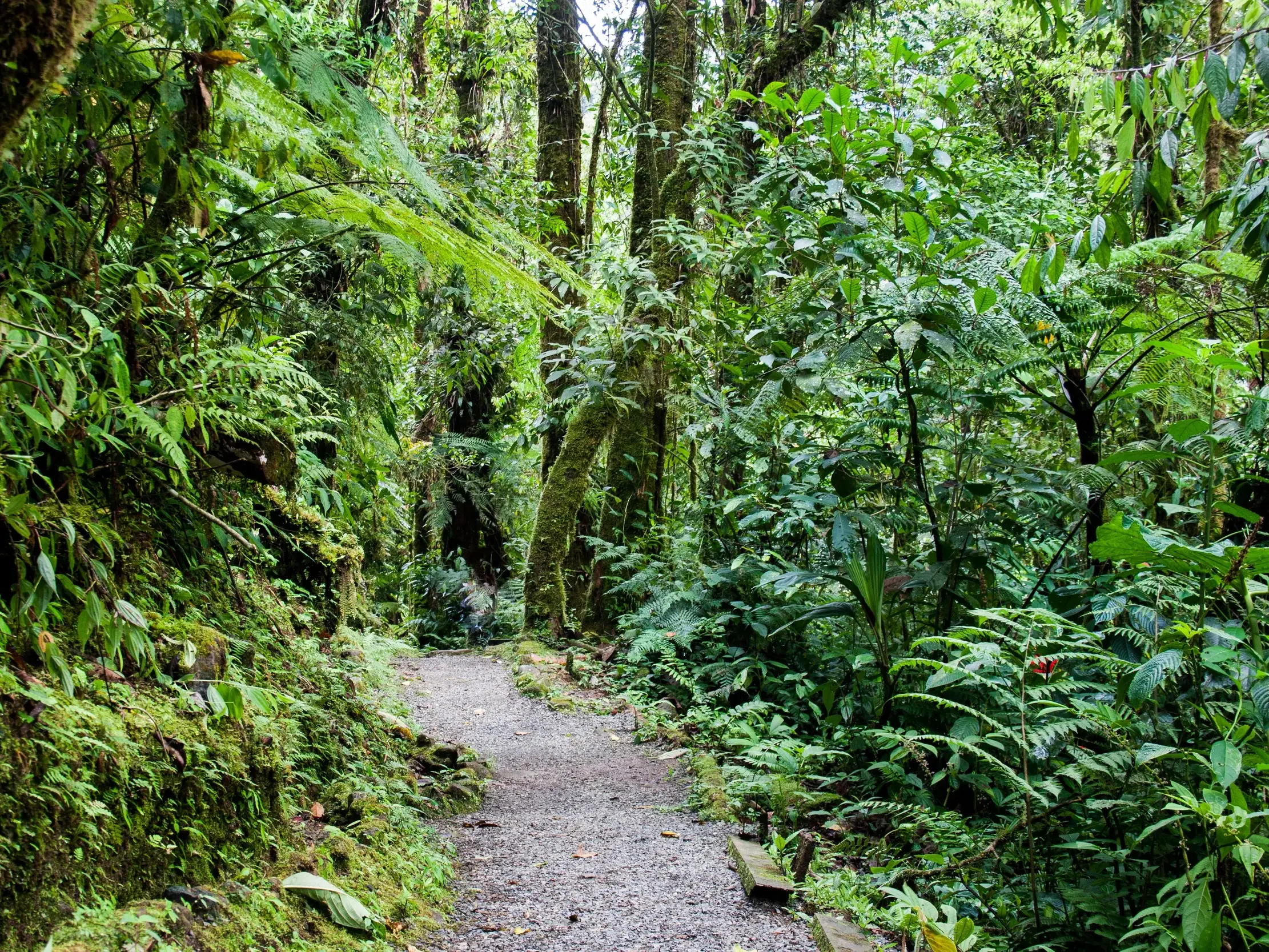 Ein von Farnen und Moos gesäumter Urwaldpfad führt tief in den artenreichen Regenwald eines Nationalparks in Costa Rica.