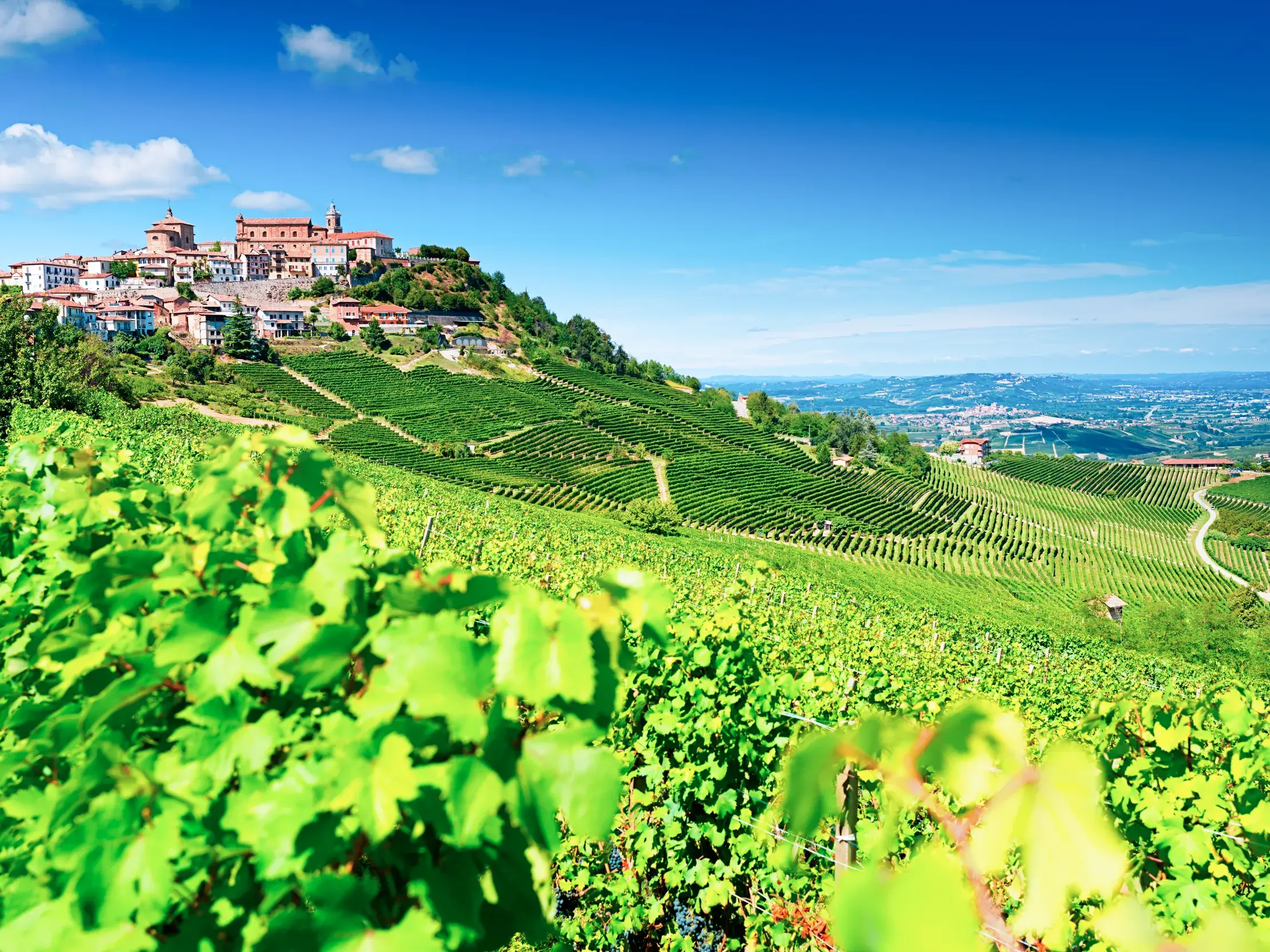 Weitläufige Weinberge im Hügelland der Langhe im Piemont, überragt von einem Dorf auf einer Hügelkuppe bei strahlendem Sonnenschein.
