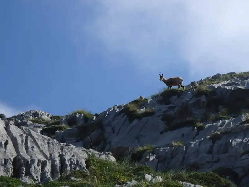Eine Gämse steht auf einem felsigen Bergrücken und blickt über die weite Gebirgslandschaft der Picos de Europa.