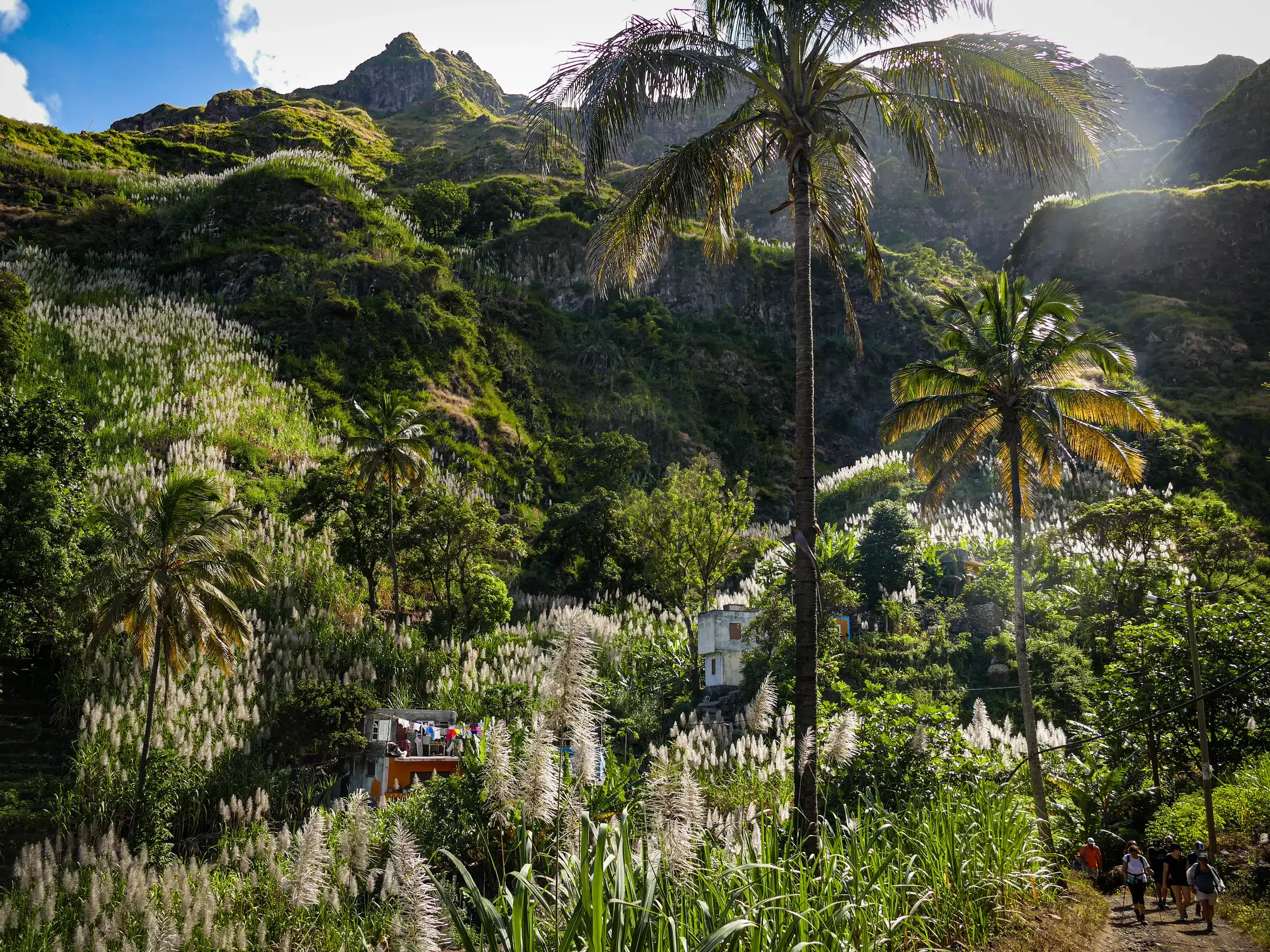 Eine Hauser-Trekkinggruppe auf einem Pfad im fruchtbaren Paúl-Tal auf Santo Antão, umgeben von Palmen und blühendem Zuckerrohr.