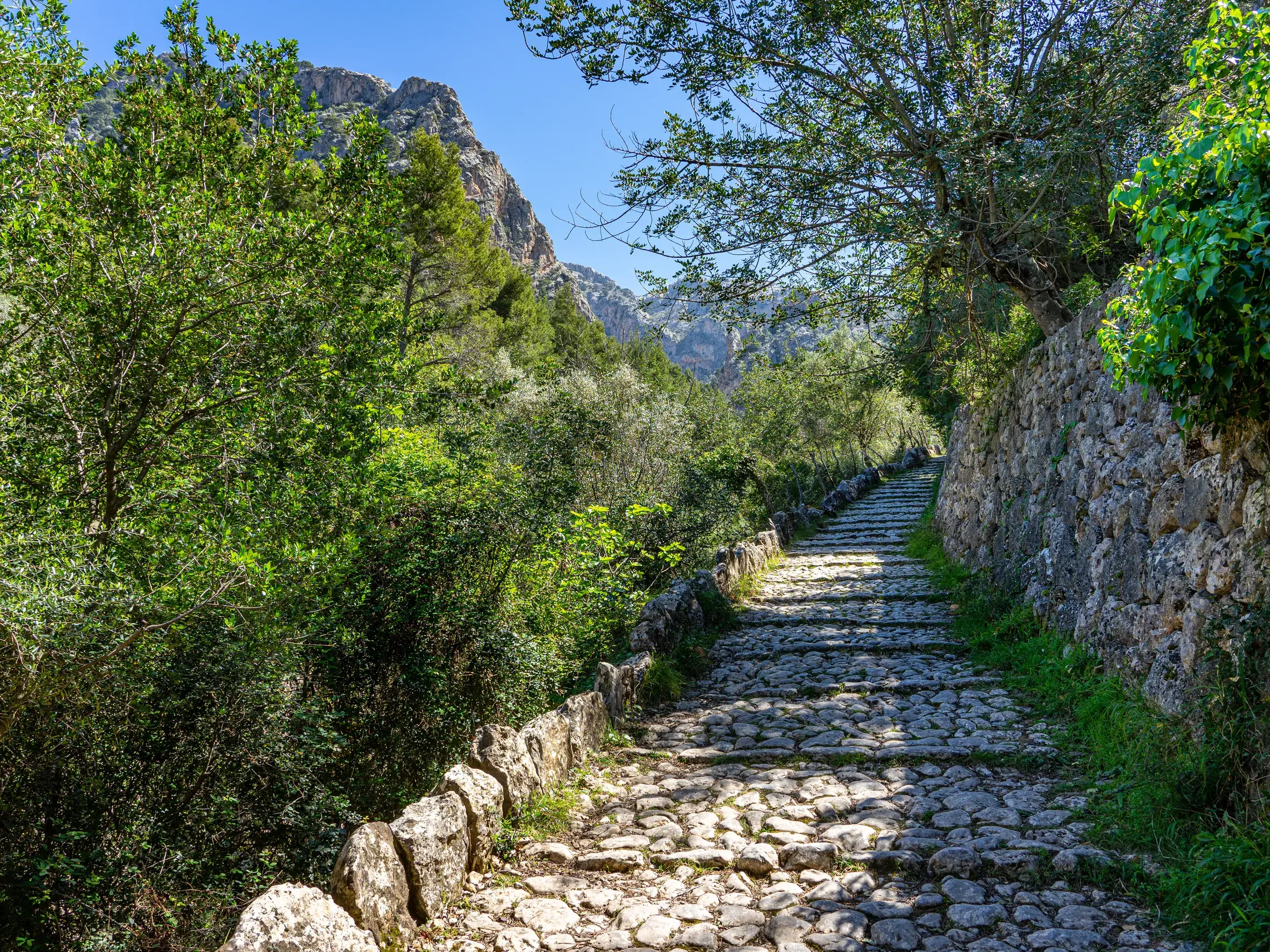 Malerischer Pflasterweg des GR221 führt durch die Schlucht von Biniaraix im Tramuntana-Gebirge auf Mallorca.