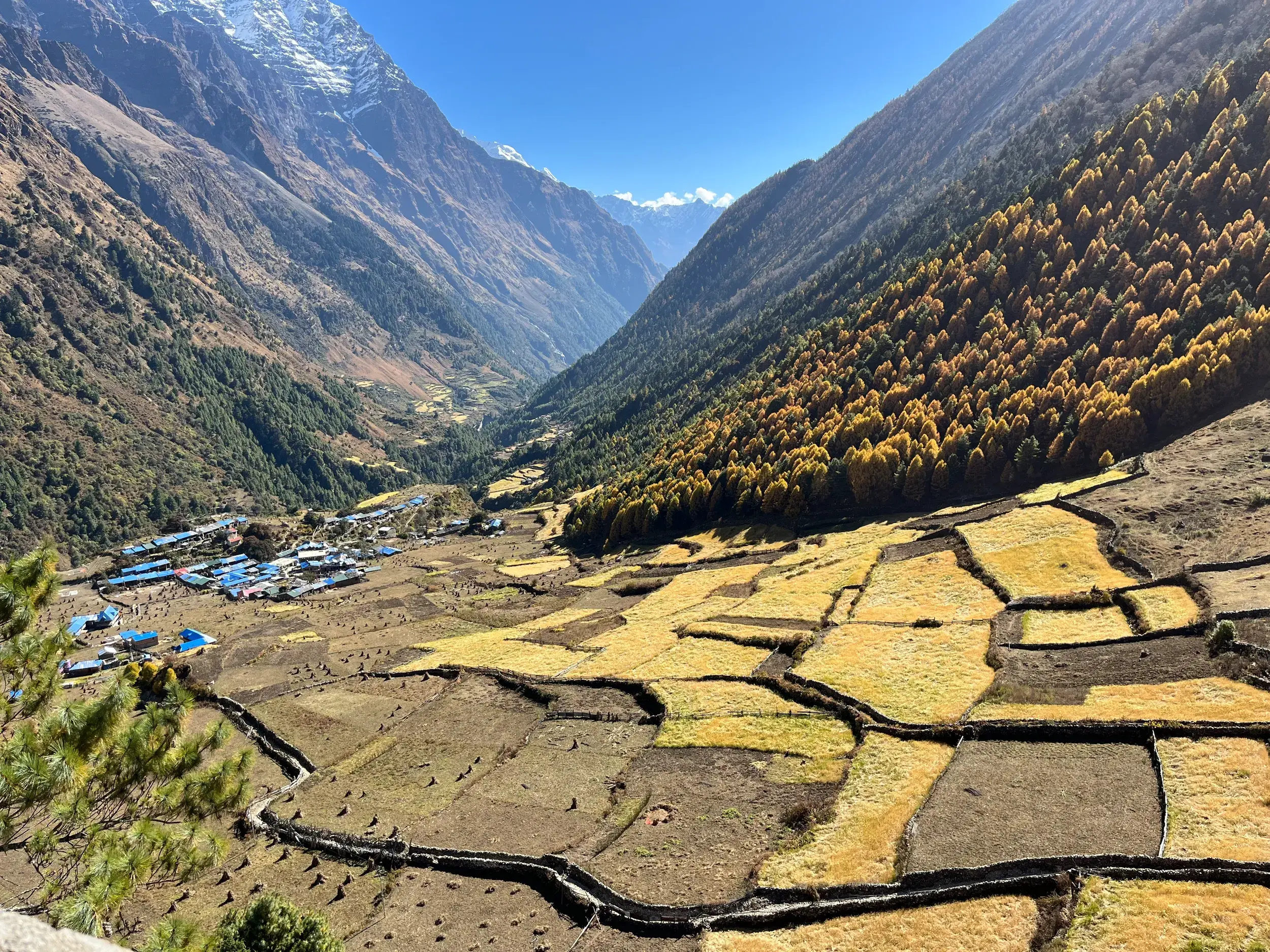Blick beim Trekking auf ein Bergdorf mit blauen Dächern und goldenen Terrassenfeldern im tiefen Buri Gandaki-Tal in Nepal.