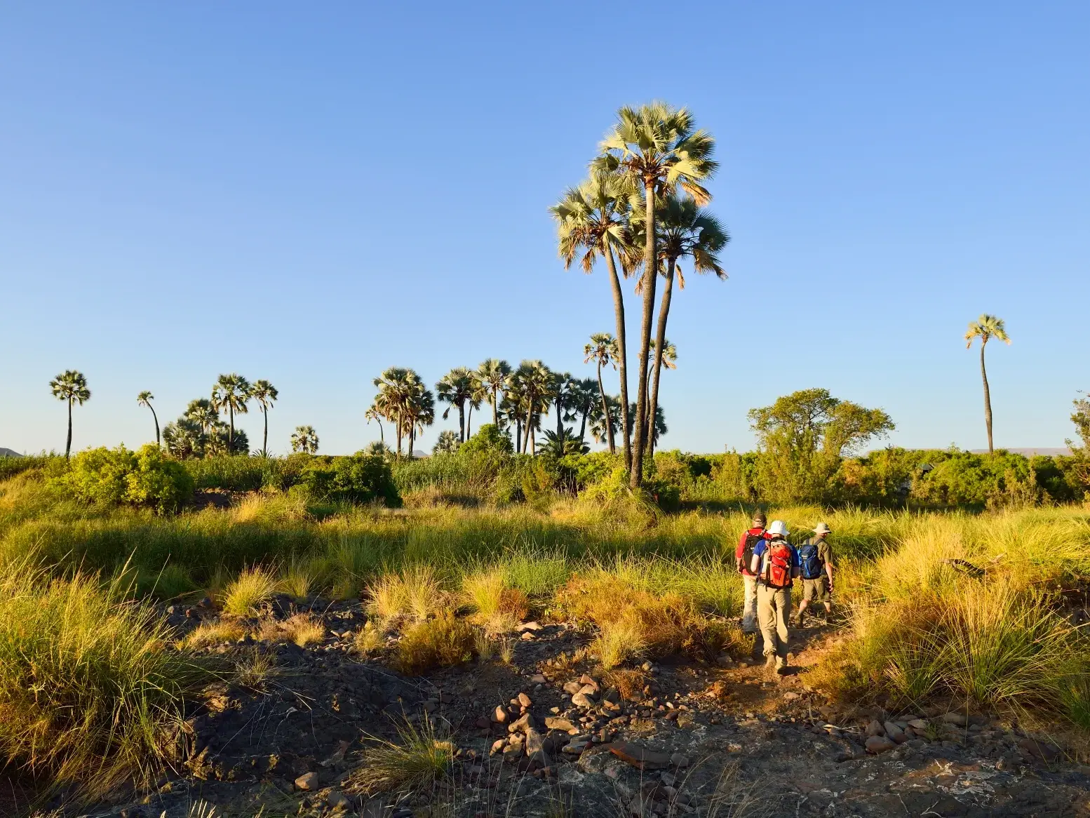 Wanderer auf einem steinigen Trekking-Pfad durch eine weite, grüne Landschaft mit hohen Palmen in Namibia im warmen Abendlicht.