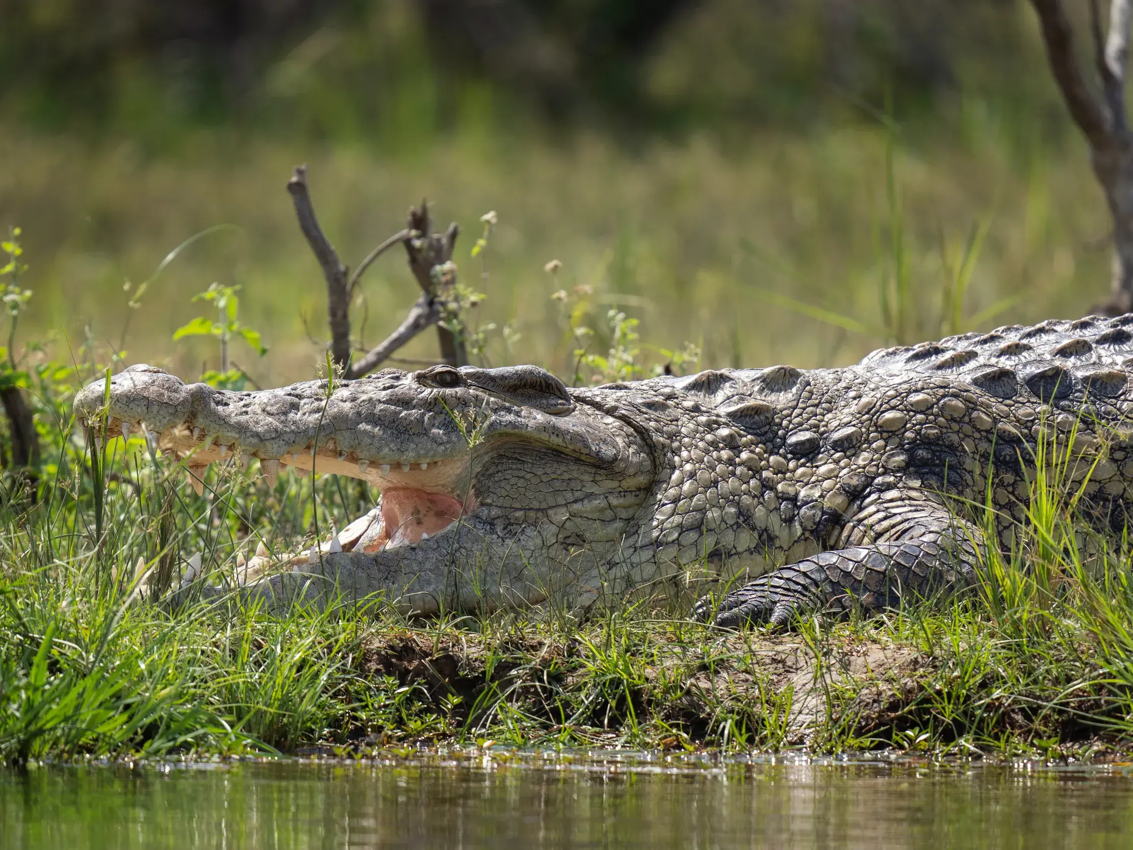 Ein großes Nilkrokodil lauert mit geöffnetem Maul am grünen Ufer des Nils im Murchison Nationalpark.