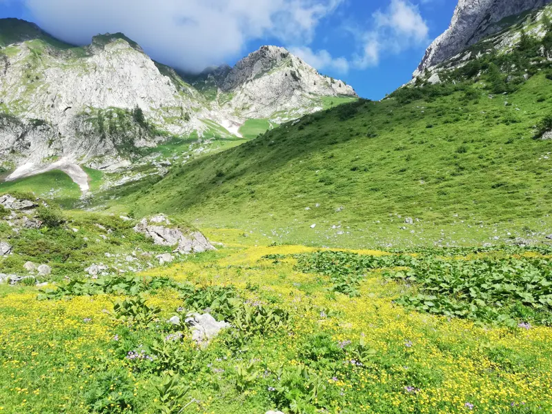 Saftig grüne Almwiese mit gelben Blumen beim Wandern auf dem Karnischen Höhenweg vor schroffen Alpengipfeln.