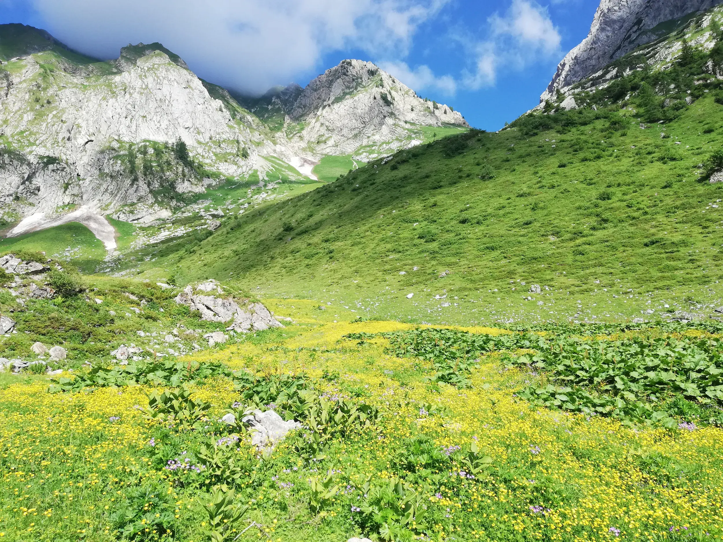 Saftig grüne Bergwiese mit gelben Wildblumen in einem Hochtal auf dem Karnischen Höhenweg in den Karnischen Alpen.