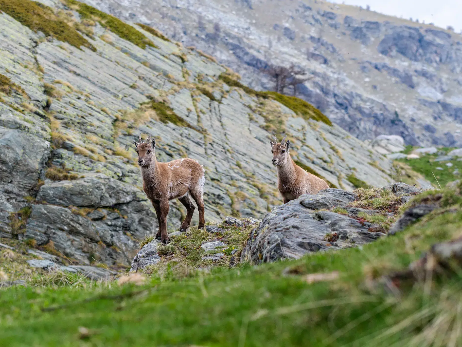 Eine Tierbegegnung beim Wandern: Zwei junge Steinböcke stehen aufmerksam auf einem Felsen in den französischen Seealpen.