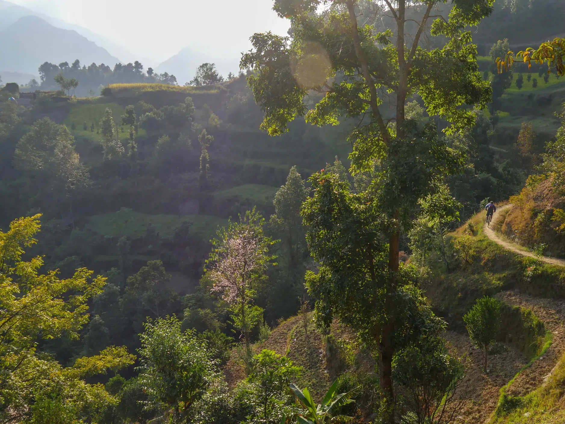 Radreise in Nepal: Zwei Mountainbiker auf einem Höhen-Trail entlang grüner Terrassenfelder im Himalaya-Vorland.
