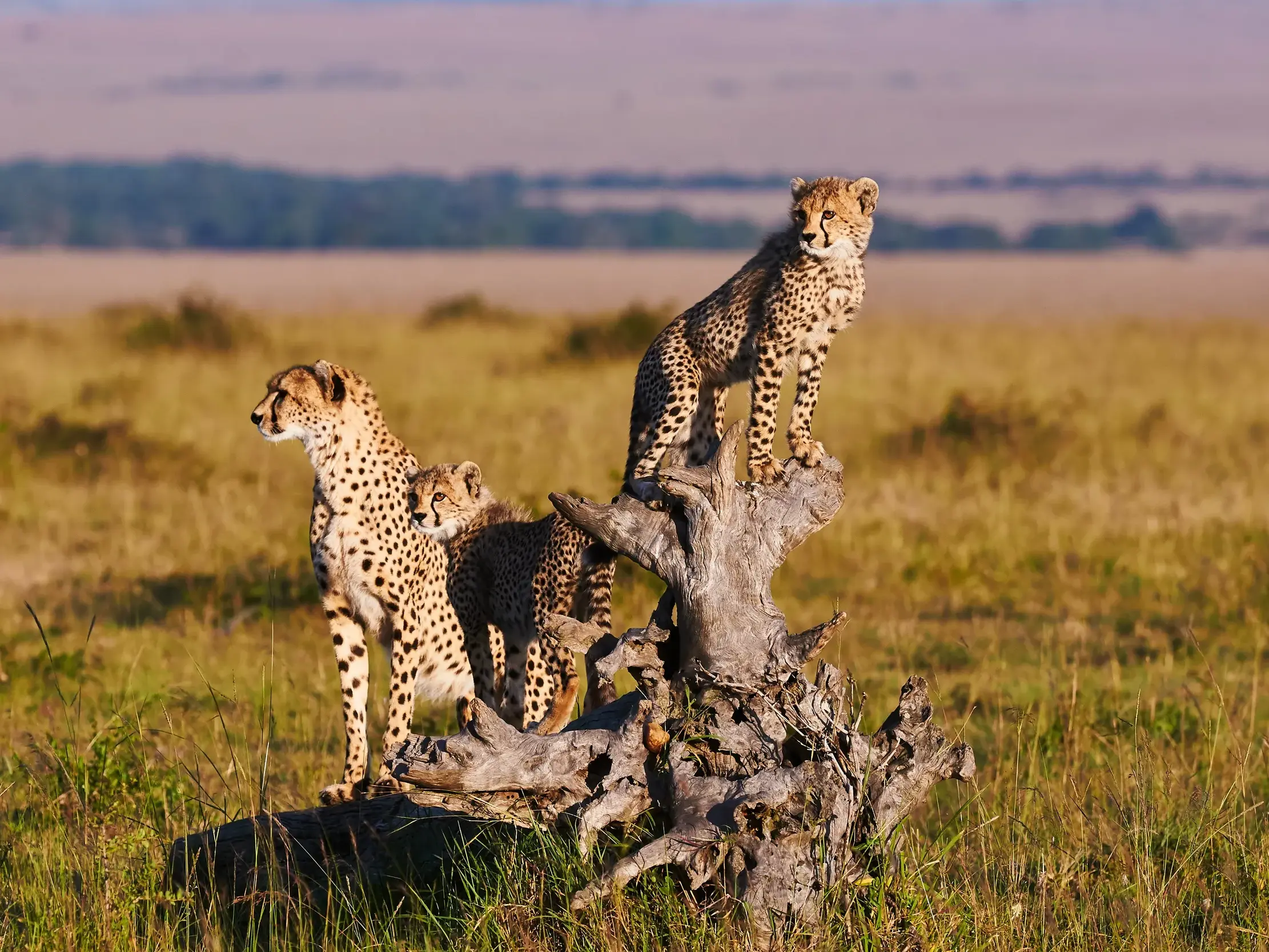 Drei wachsame Geparden auf einem alten Baumstumpf halten in der Savanne der Masai Mara in Kenia Ausschau.