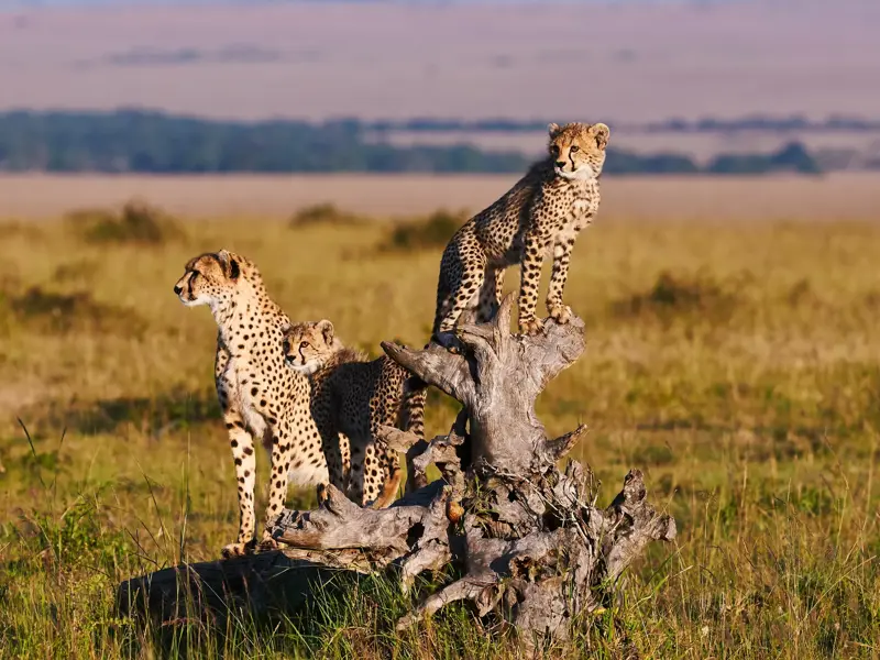 Drei wachsame Geparden auf einem alten Baumstumpf halten in der Savanne der Masai Mara in Kenia Ausschau.