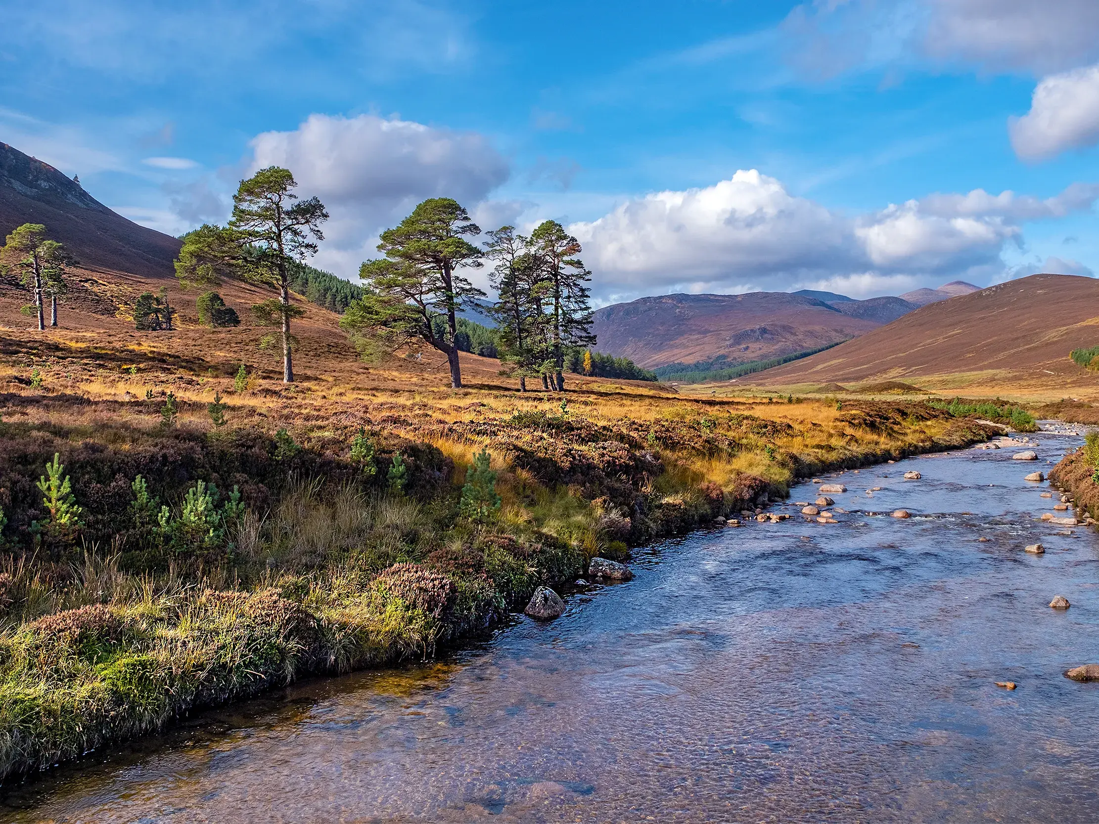 Idyllische Flusslandschaft mit Kiefern im Cairngorms Nationalpark, umgeben von den weiten, heidebewachsenen Hügeln Schottlands.