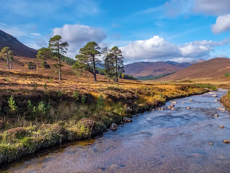 Idyllische Flusslandschaft mit Kiefern im Cairngorms Nationalpark, umgeben von den weiten, heidebewachsenen Hügeln Schottlands.