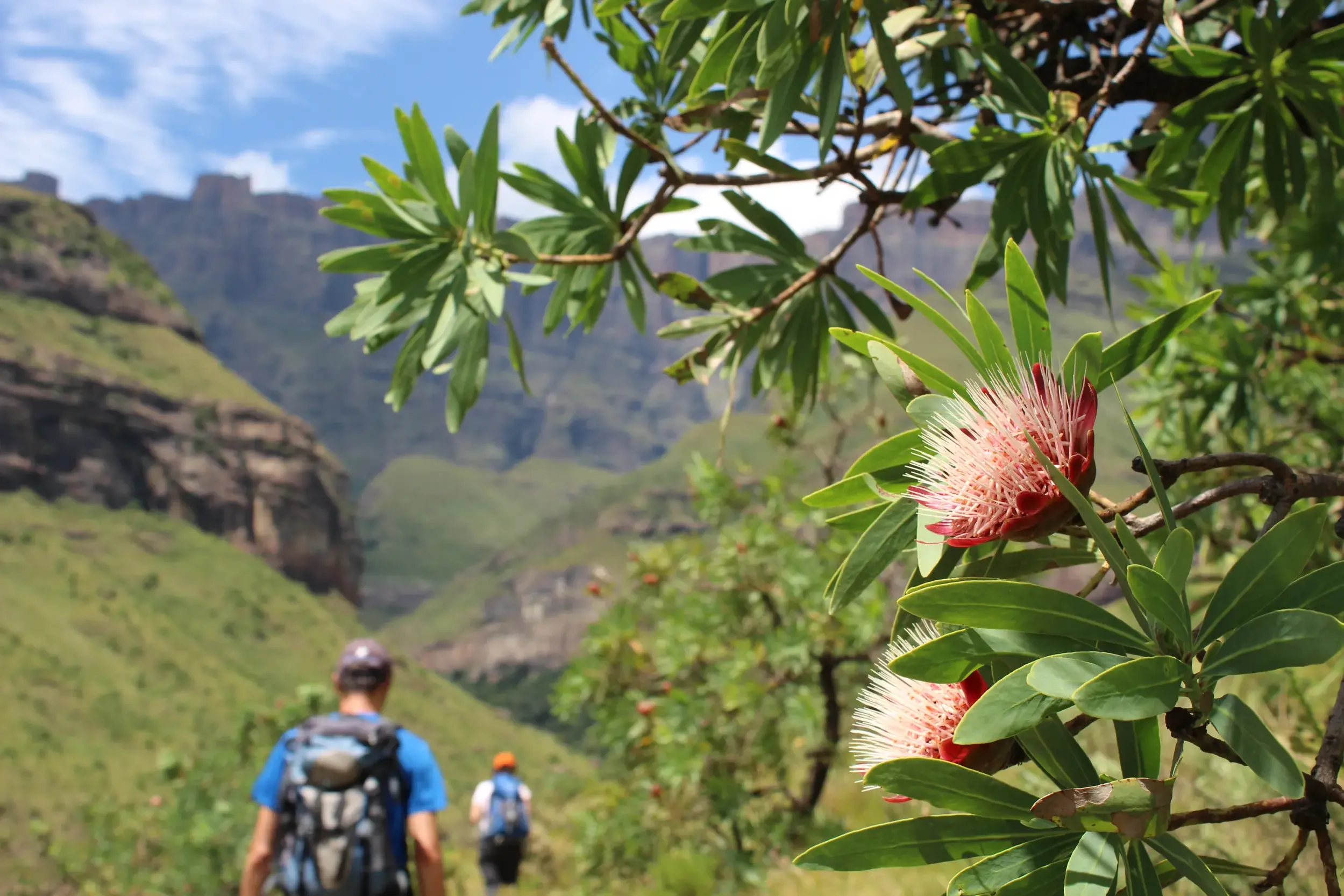 Nahaufnahme einer blühenden Protea am Wegesrand, im Hintergrund zwei Wanderer auf Trekking-Tour in den Drakensbergen.