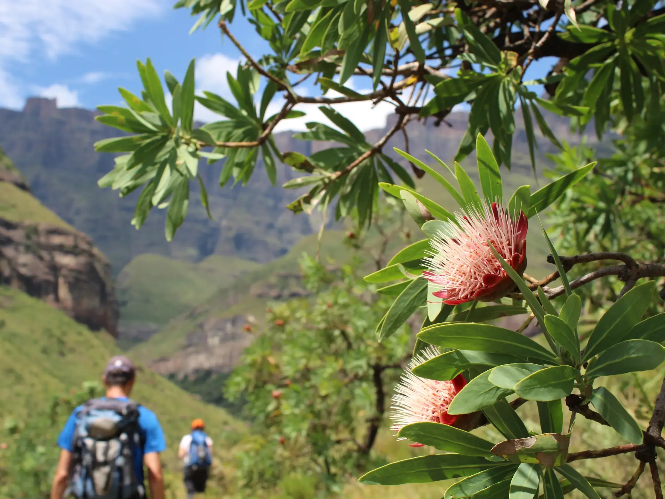 Nahaufnahme einer rosa Protea-Blüte am Wegesrand. Im Hintergrund wandern zwei Personen durch die grünen Drakensberge Südafrikas.