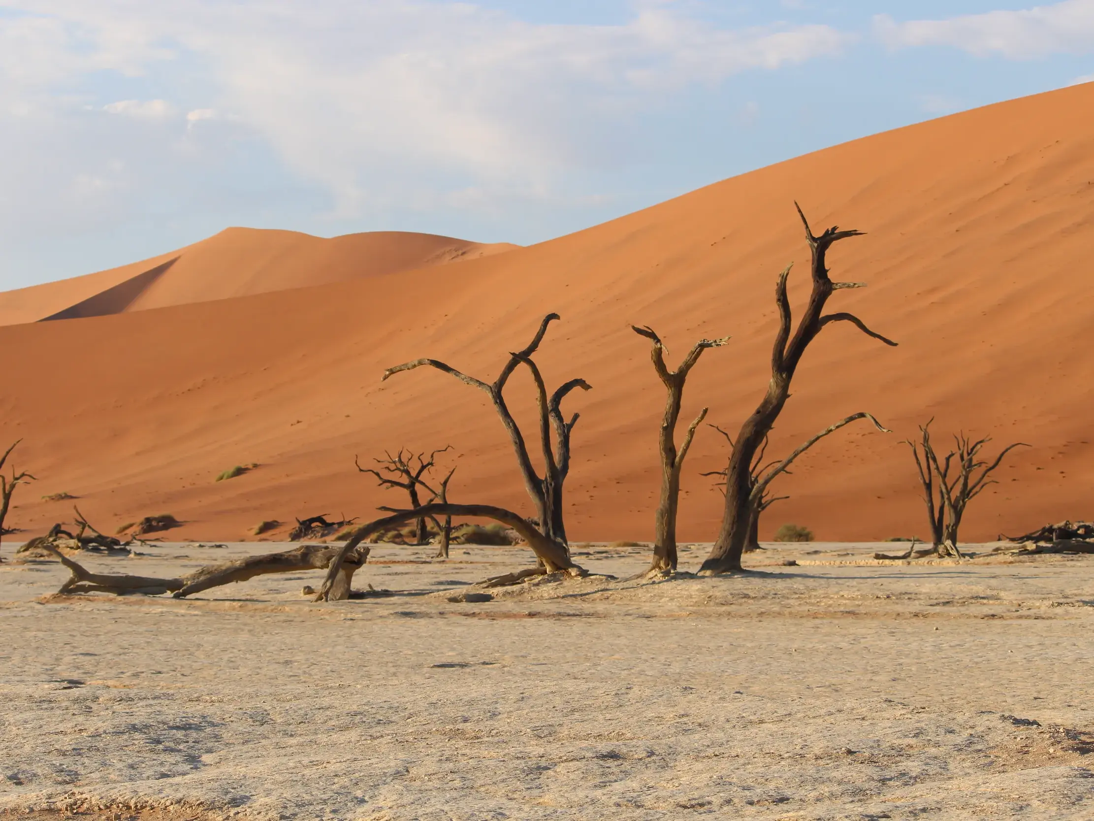 Knorrige, tote Bäume in der weißen Lehmsenke des Deadvlei in Namibia vor einer riesigen, orangefarbenen Sanddüne.