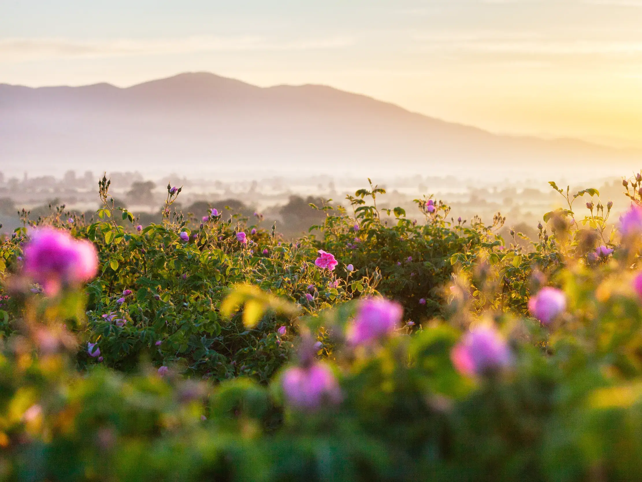 Farbenprächtige Rosenblüten im Tal der Rosen in Bulgarien, in malerisches Morgenlicht getaucht, mit Bergpanorama am Horizont.