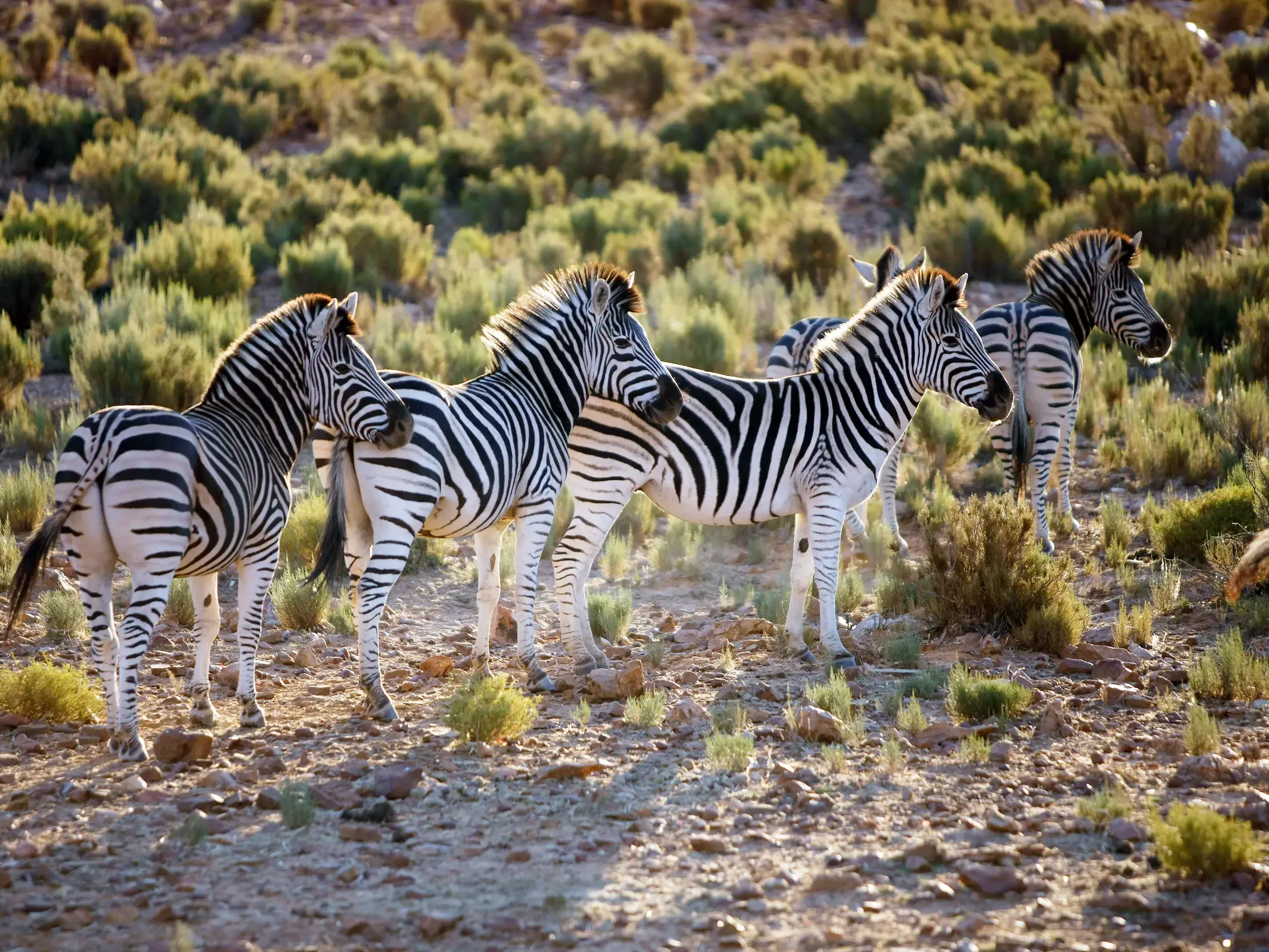 Eine kleine Zebraherde steht in der südafrikanischen Buschlandschaft, das Fell im warmen Licht der Abendsonne leuchtend.