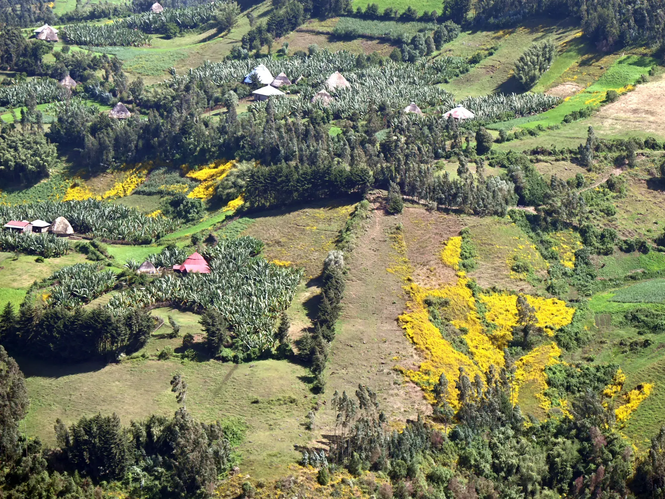 Vogelperspektive auf die grüne, hügelige Landschaft der Gurage in Süd-Äthiopien mit traditionellen Dörfern und Enset-Feldern.