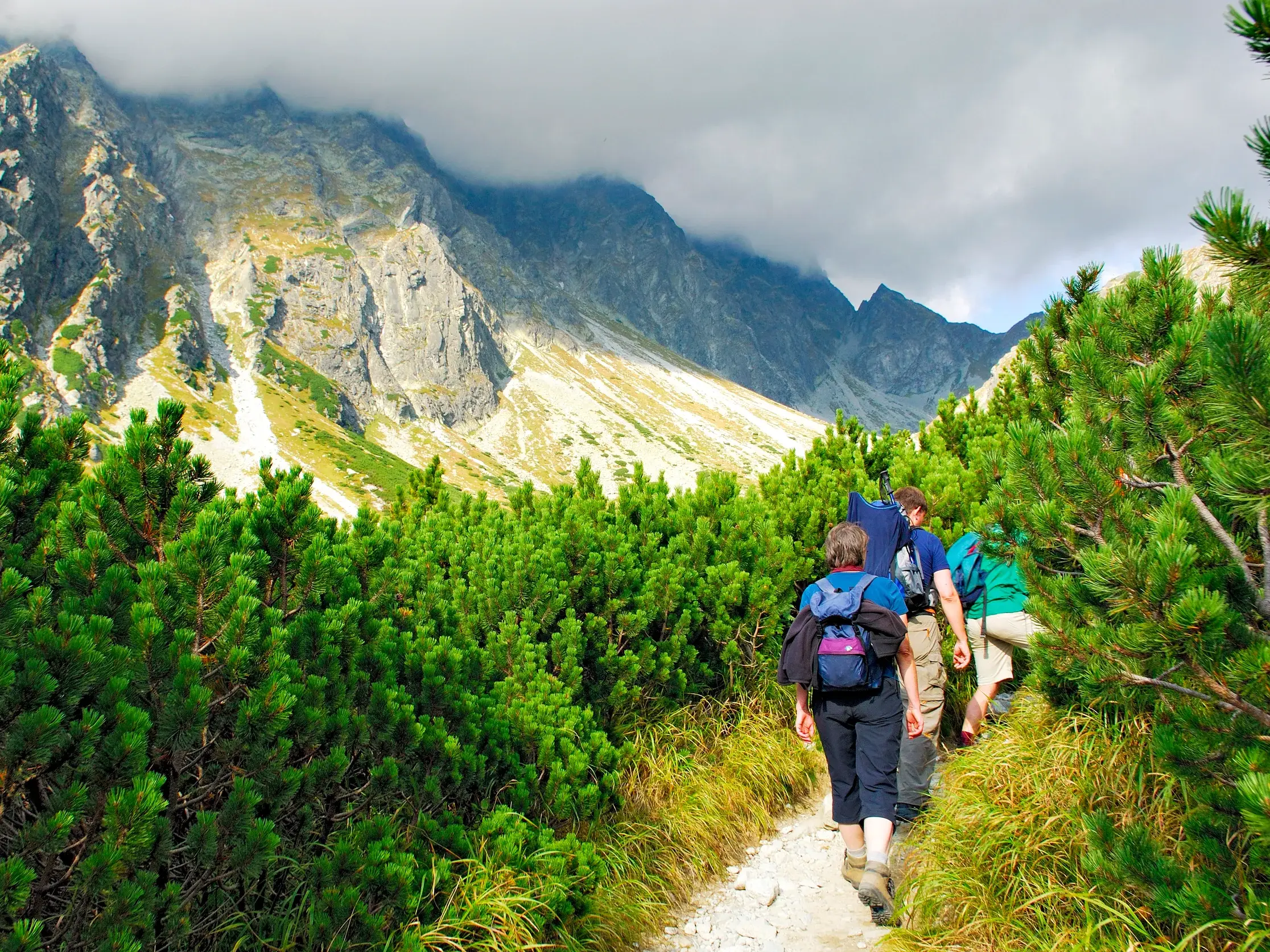 Eine kleine Wandergruppe mit Rucksäcken auf einem schmalen Pfad zwischen Latschenkiefern in der beeindruckenden Bergwelt der Hohen Tatra.