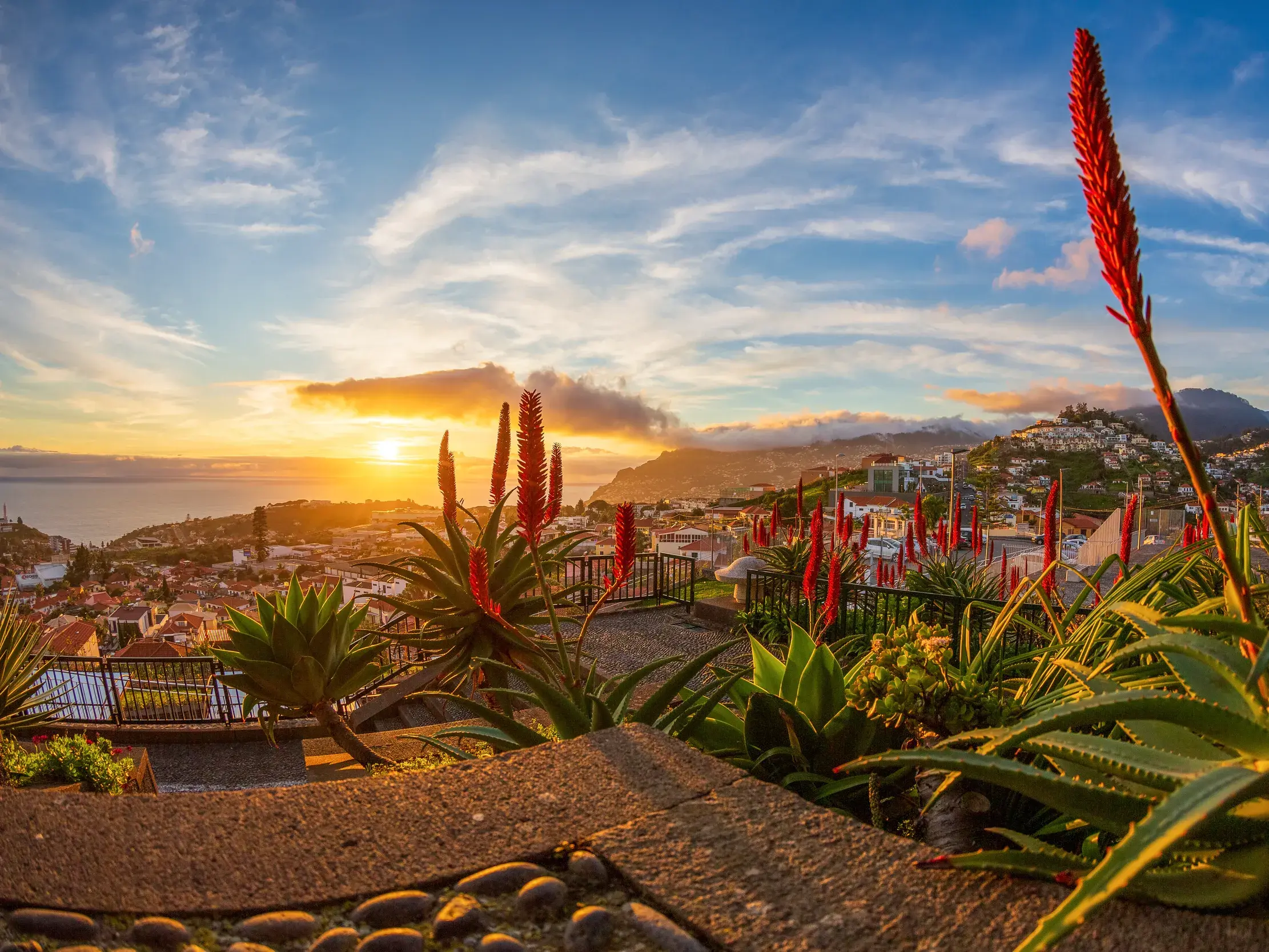 Abendstimmung in Funchal: Blick von einem Aussichtspunkt mit blühender Aloe über die Hauptstadt von Madeira bei Sonnenuntergang.