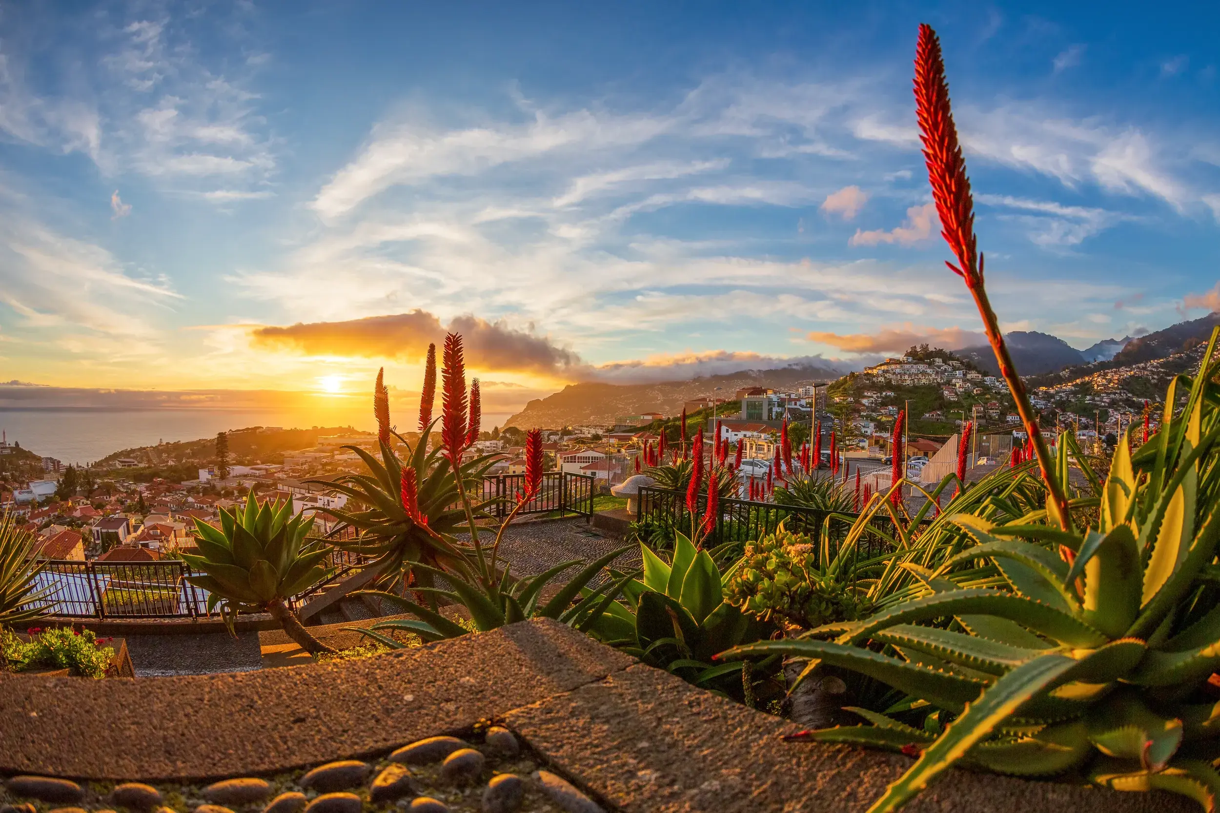 Abendstimmung in Funchal: Blick von einem Aussichtspunkt mit blühender Aloe über die Hauptstadt von Madeira bei Sonnenuntergang.