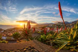 Abendstimmung in Funchal: Blick von einem Aussichtspunkt mit blühender Aloe über die Hauptstadt von Madeira bei Sonnenuntergang.