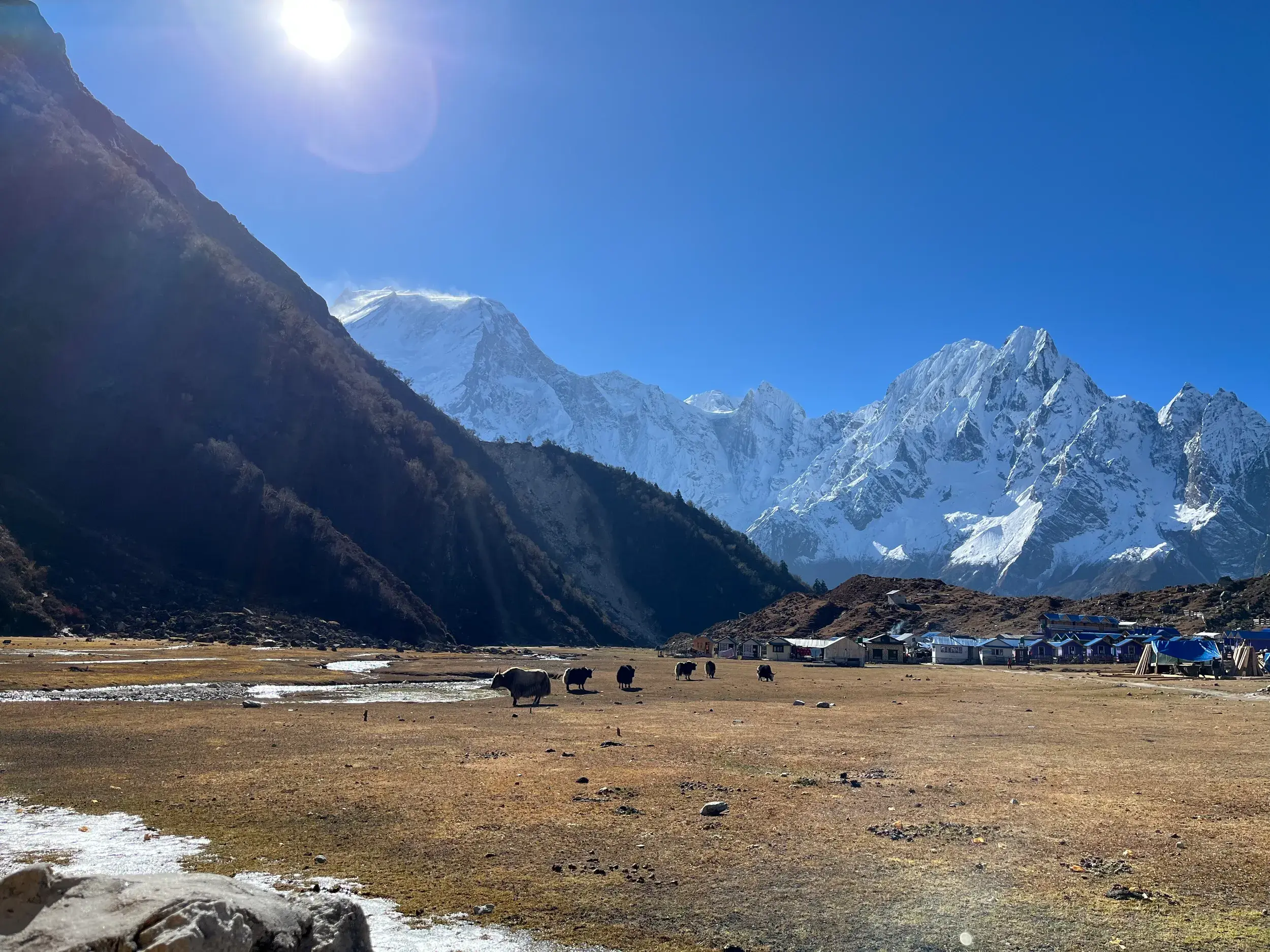 Eine Herde Yaks grast in einem Hochtal in Nepal vor einfachen Lodges und den schneebedeckten Gipfeln des Manaslu-Massivs.