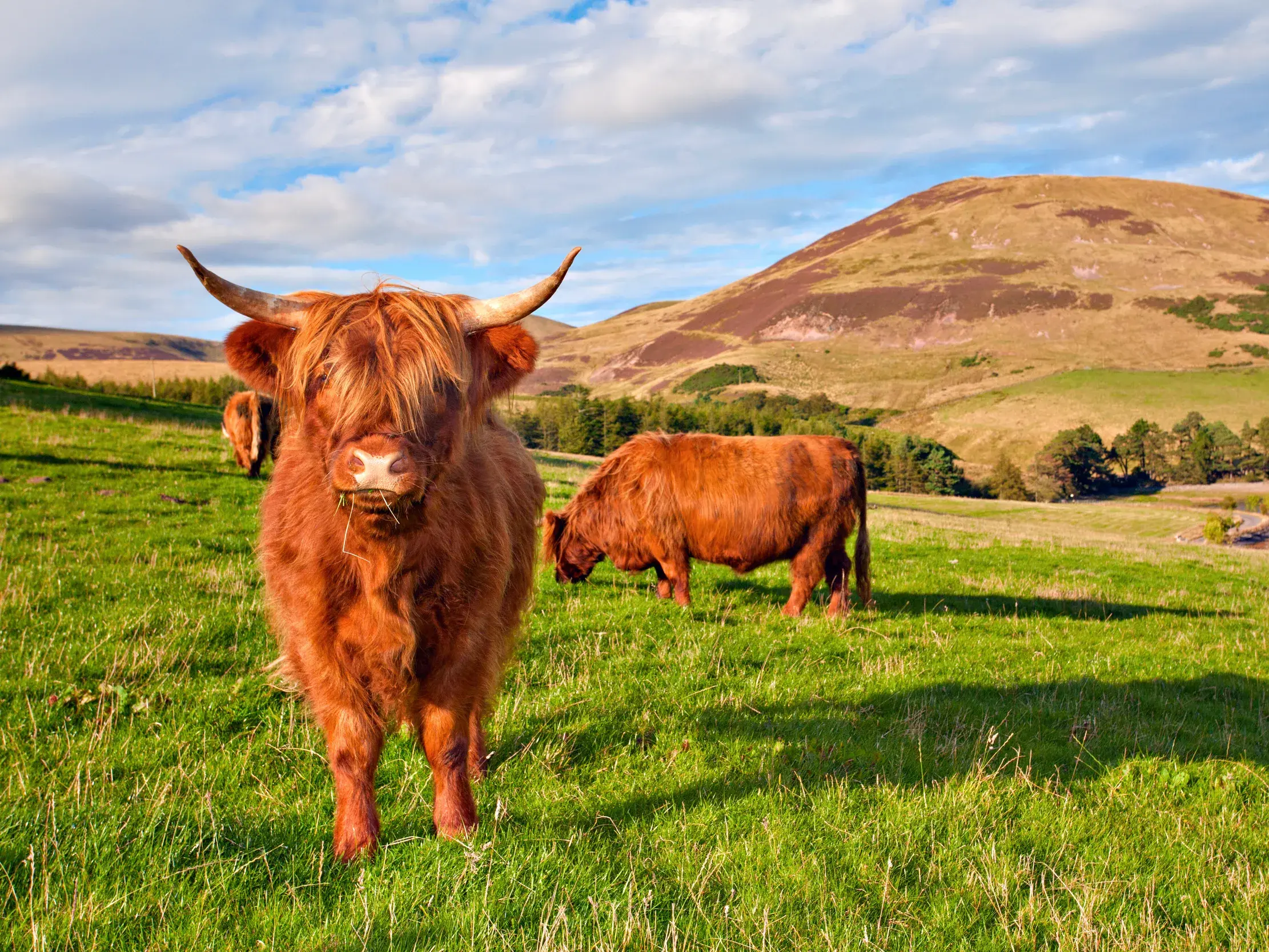 Ein zotteliges Highland Cattle mit langen Hörnern steht auf einer Weide in den schottischen Highlands vor einem Ben und einem Loch.