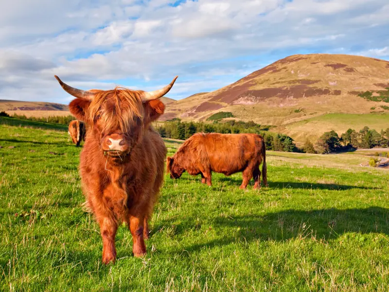 Ein zotteliges Highland Cattle mit langen Hörnern steht auf einer Weide in den schottischen Highlands vor einem Ben und einem Loch.