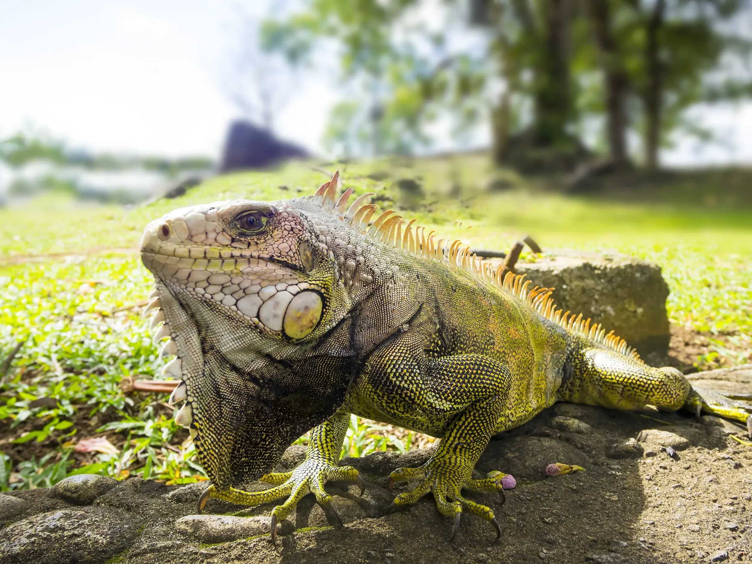 Majestätischer Grüner Leguan in Nahaufnahme auf einem Felsen in der üppigen Natur einer karibischen Insel wie Dominica.