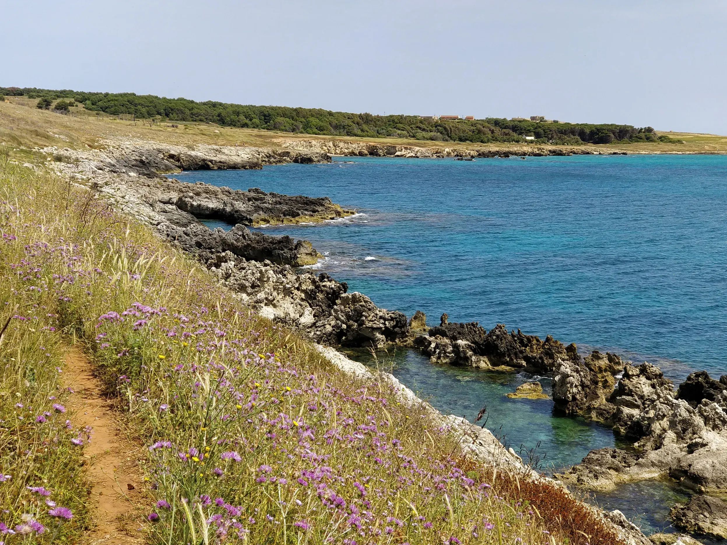 Ein schmaler Tratturo-Wanderweg führt vorbei an Wildblumen entlang der felsigen Küste Apuliens mit Blick aufs Meer.