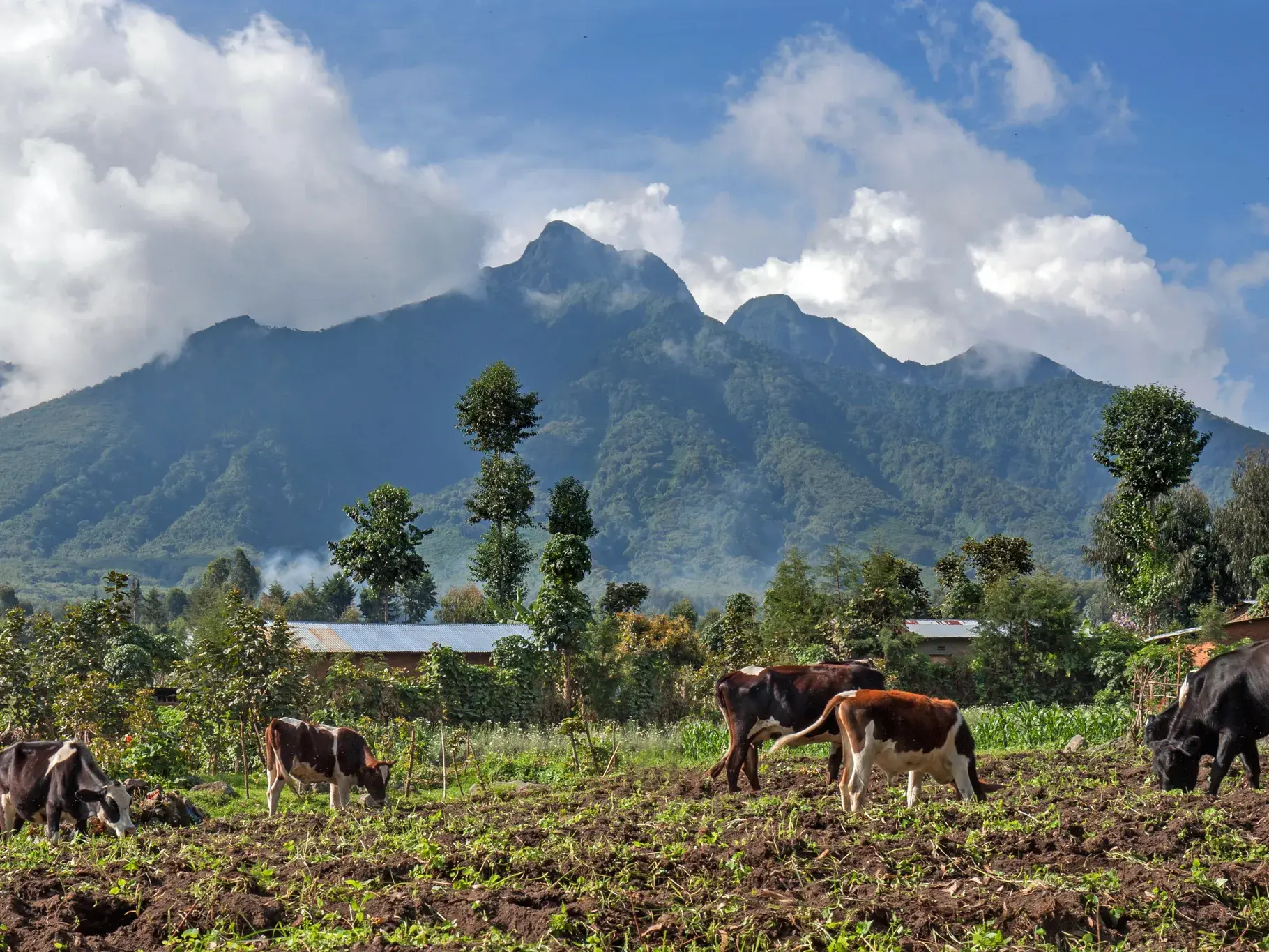 Einige Kühe grasen auf einem Acker vor der beeindruckenden Kulisse der bewaldeten Virunga-Vulkane in Ruanda.