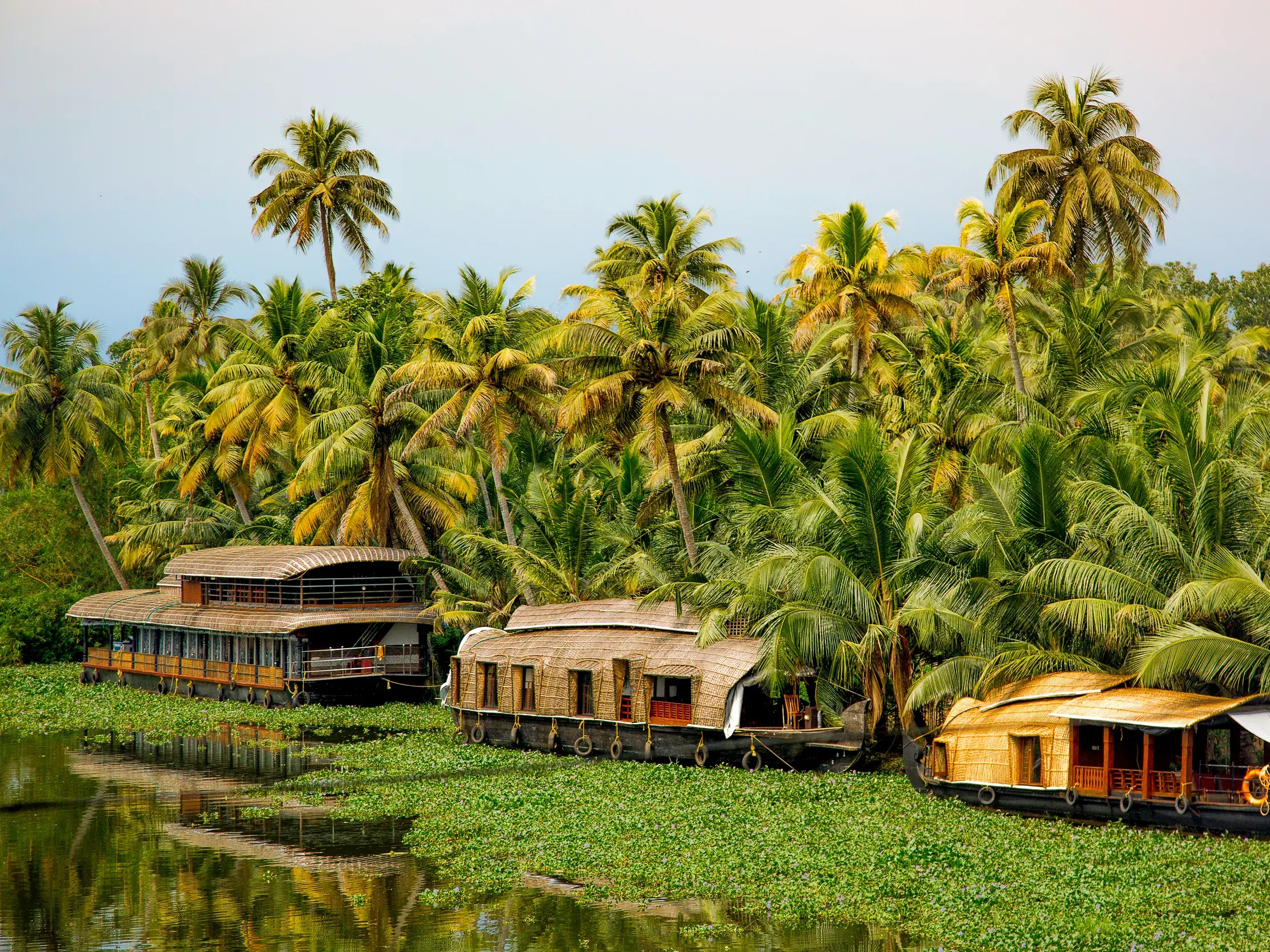 Drei traditionelle Hausboote ankern in den von Palmen gesäumten und mit Wasserhyazinthen bedeckten Backwaters in Kerala.