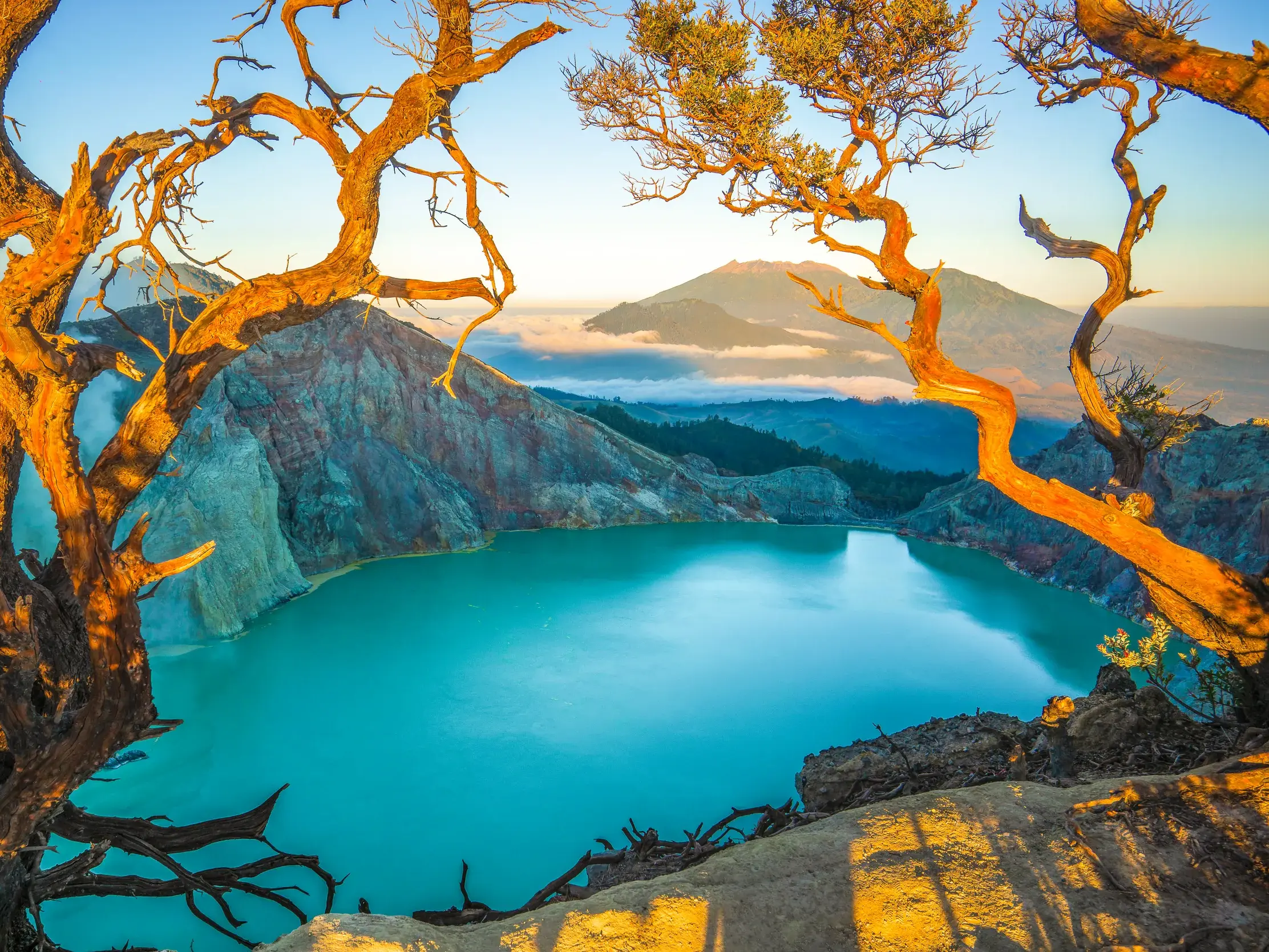 Knorrige Bäume im Morgenlicht umrahmen den Blick auf den türkisen Kratersee des Vulkans Gunung Ijen auf der Insel Java.