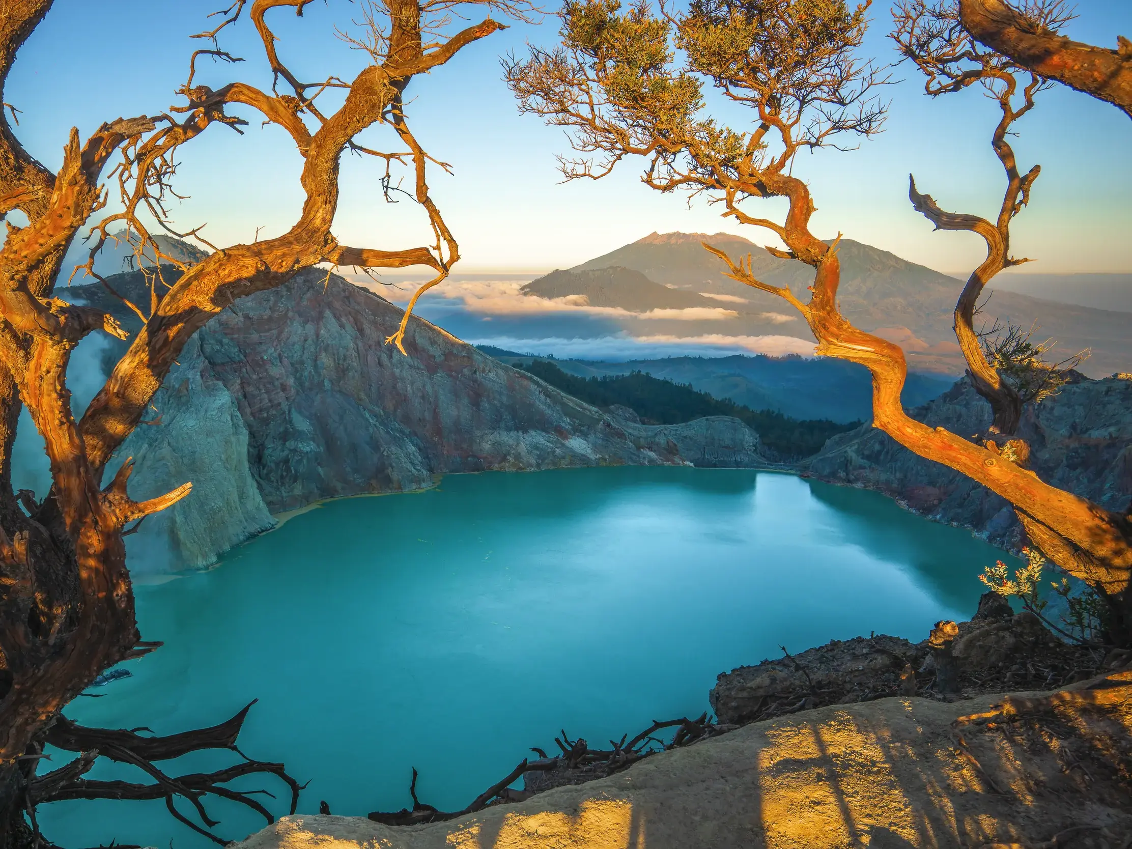 Wanderung zum Gunung Ijen: Ausblick durch knorrige Bäume auf den türkisen Kratersee und die Vulkanlandschaft Javas bei Sonnenaufgang.