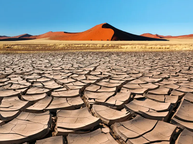 Im Deadvlei können Sie als Reisegast bei einer Rundreise mit Studiosus spektakuläre Fotos vom rissigen, trockenen Lehmboden vor einer hohen, orangefarbenen Sanddüne des Sossusvlei unter klarem, blauem Himmel machen.